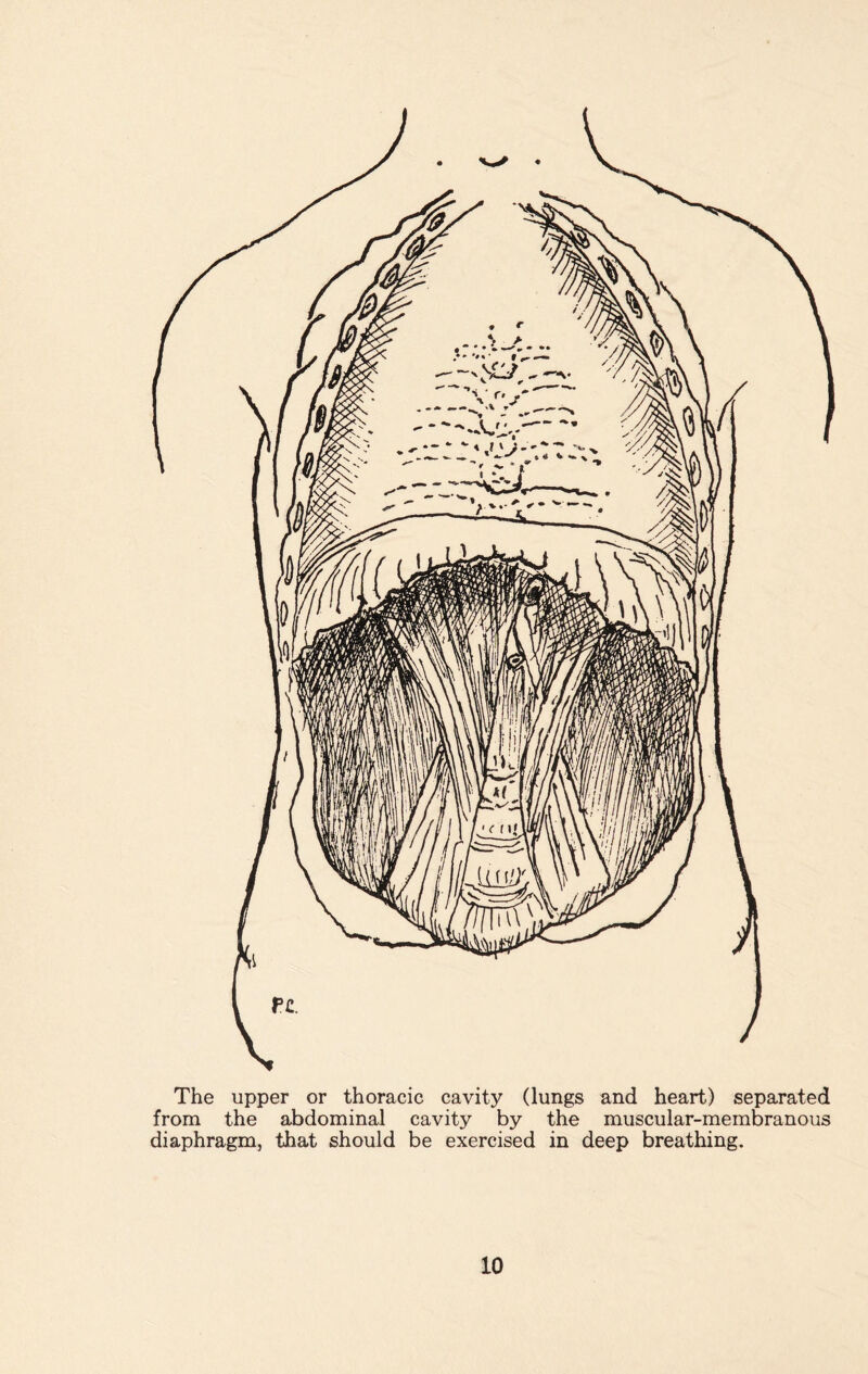 The upper or thoracic cavity (lungs and heart) separated from the abdominal cavity by the muscular-membranous diaphragm, that should be exercised in deep breathing.