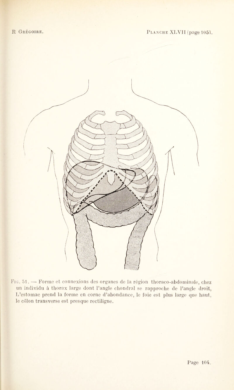 Fig. 51. —• Forme et connexions des organes de la région thoraco-abdominale, chez un individu à thorax large dont Fangle chondral se rapproche de l’angle droit, L’estomac prend la forme en corne d’abondance, le foie est plus large que haut, le côlon transverse est presque rectiligne.