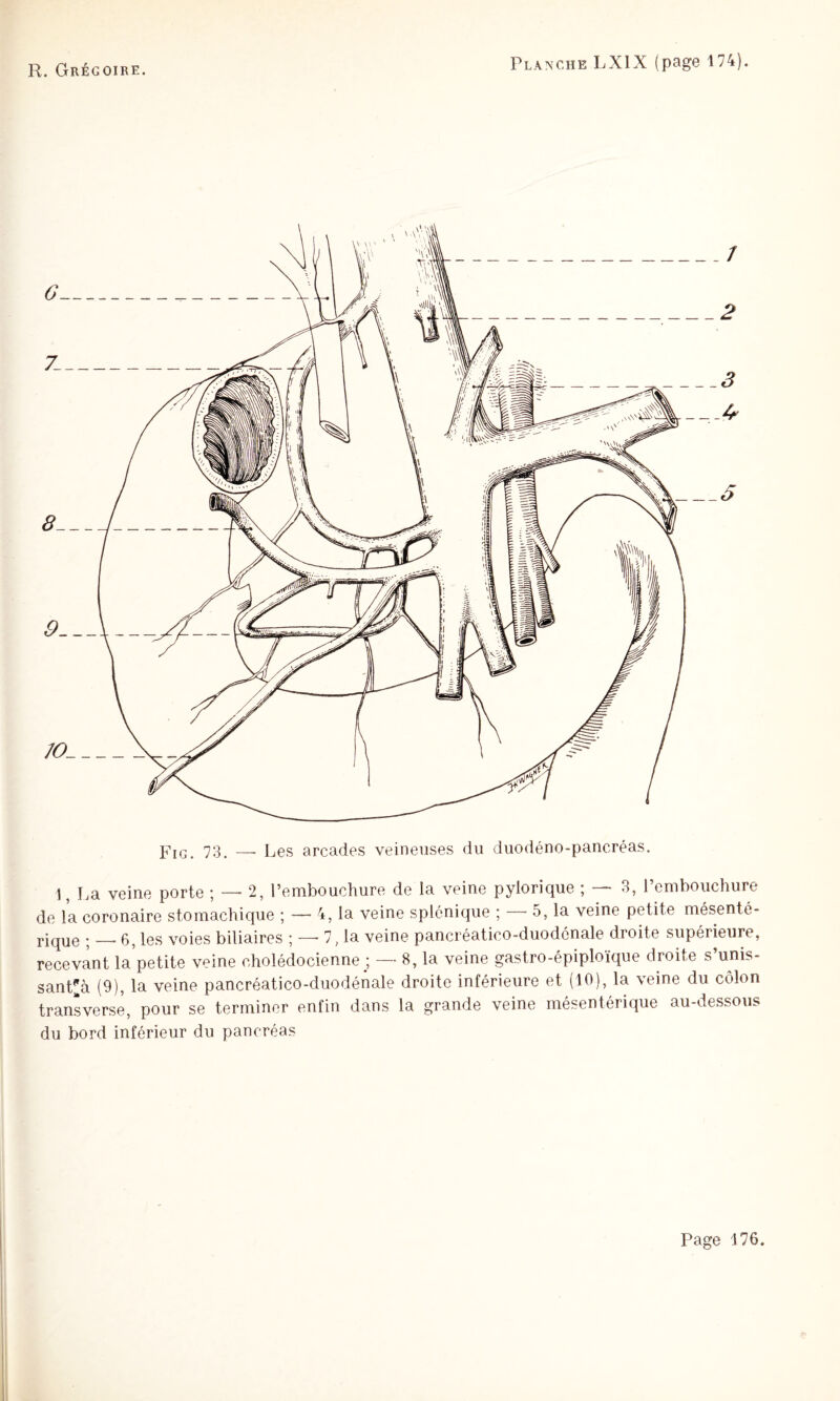 7:p _ Les arcades veineuses du duodéno-pancréas. 1, La veine porte ; — 2, l’embouchure de la veine pylorique ; — 3, l’embouchure de la coronaire stomachique ; — 4, la veine splénique ; — 5, la veine petite mésenté¬ rique ;__ 6, les voies biliaires ; — 7, la veine pancréatico-duodénale droite supérieure, recevant la’petite veine cholédocienne ; —• 8, la veine gastro-épiploïque droite s’unis- sant^à (9), la veine pancréatico-duodénale droite inférieure et (10), la veine du côlon transverse, pour se terminer enfin dans la grande veine mésentérique au-dessous du bord inférieur du pancréas