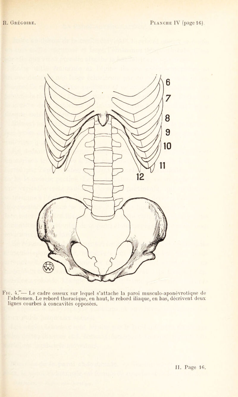 ■ — \ j( \ N^l// Fig. — Le cadre osseux sur lequel s’attache la paroi musculo-aponévrotique de l’abdomen. Le rebord thoracique, en haut, le rebord iliaque, en bas, décrivent deux lignes courbes à concavités opposées.