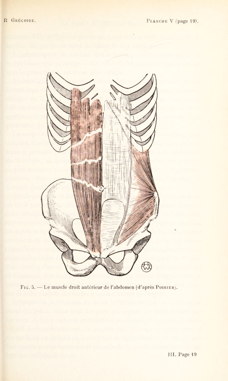 Fig. 5. — Le muscle droit antérieur de l’abdomen (d’après Poirier).