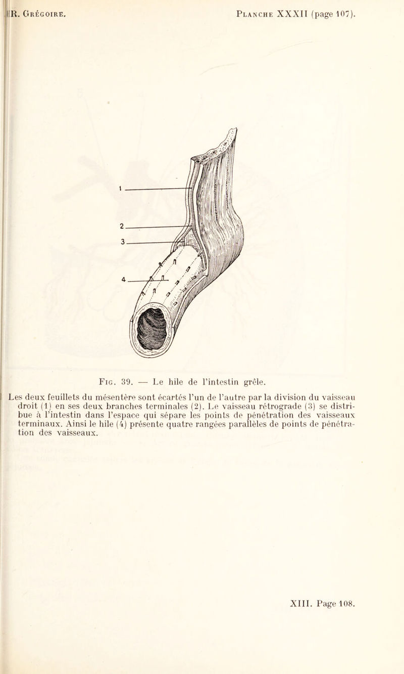 Fig. 39. — Le hile de l’intestin grêle. 1 Les deux feuillets du mésentère sont écartés l’un de l’autre par la division du vaisseau droit (1) en ses deux branches terminales (2). Le vaisseau rétrograde (3) se distri¬ bue à l’intestin dans l’espace qui sépare les points de pénétration des vaisseaux terminaux. Ainsi le hile (4) présente quatre rangées parallèles de points de pénétra¬ tion des vaisseaux.