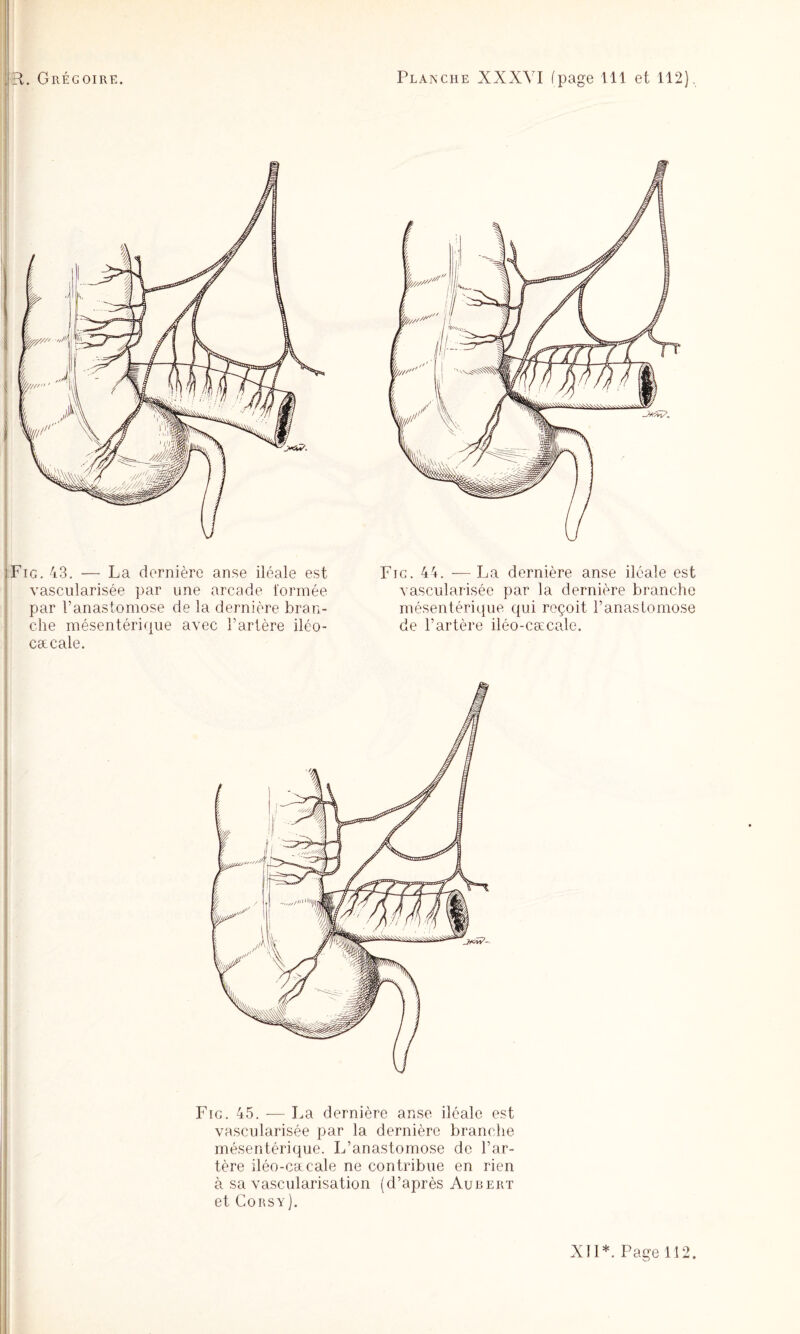 1 iFig. 43. — La dernière anse iléale est i vascularisée par une arcade l'ormée I par l’anastomose de la dernière bran- I che mésentérique avec l’artère iléo- i cæcale. Fig. 44. — La dernière anse iléale est vascularisée par la dernière branche mésentérique qui reçoit l’anaslomose de l’artère iléo-cæcale. Fig. 45. — La dernière anse iléale est vascularisée par la dernière branche mésentérique. L’anastomose de l’ar¬ tère iléo-cacale ne contribue en rien à sa vascularisation (d’après Aubert et Corsy).