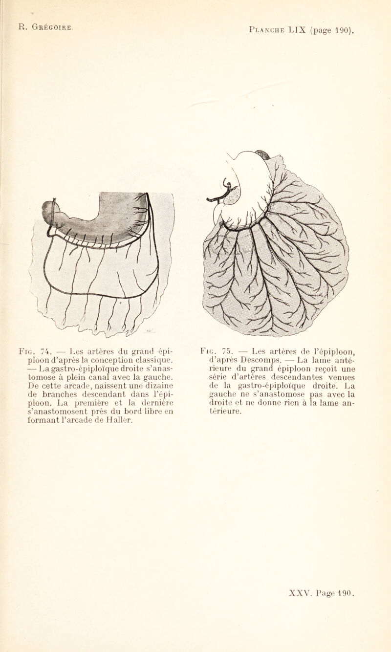 R. Grégoire. Planche LIX (page 190). Fig. 74. — Les artères du grand épi¬ ploon d’après la conception classique. — La gastro-épiploïque droite s’anas¬ tomose à plein canal avec la gauche. De cette arcade, naissent une dizaine de branches descendant dans l’épi¬ ploon. La première et la dernière s’anastomosent près du bord libre en formant l’arcade de Haller. Fig. 75. — Les artères de l’épiploon, d’après Descomps. — La lame anté¬ rieure du grand épiploon reçoit une série d’artères descendantes venues de la gastro-épiploïque droite. La gauche ne s’anastomose pas avec la droite et ne donne rien à la lame an¬ térieure. XXV. Page 190.