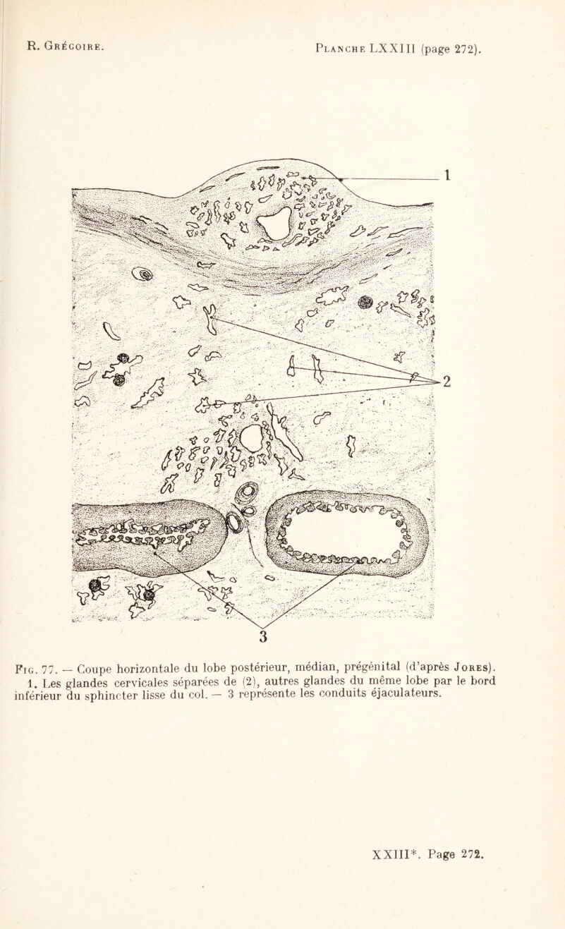 1 2 Fig. 77. — Coupe horizontale du lobe postérieur, médian, prégénital (d’après Jores). 1. Les glandes cervicales séparées de (2), autres glandes du même lobe par le bord inférieur du sphincter lisse du col. — 3 représente les conduits éjaculateurs.