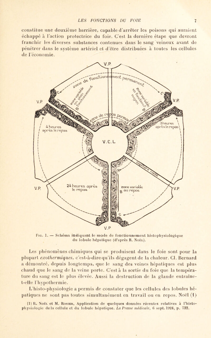 constitue une deuxième barrière, capable d’arrêter les poisons qui auraient échappé à l’action protectrice du foie. C’est la dernière étape que devront franchir les diverses substances contenues dans le sang veineux avant de pénétrer dans le système artériel et d’être distribuées à toutes les cellules de l’économie. V.P Fig. 1. — Schéma indiquant le mode de fonctionnement liistophysiologique du lobule hé.patique (d’après R. Noël). Les phénomènes chimiques qui se produisent dans le foie sont pour la plupart exothermiques, c’est-à-dire qu’ils dégagent de la chaleur. Cl. Bernard a démontré, depuis longtemps, que le sang des veines hépatiques est plus chaud que le sang de la veine porte. C’est à la sortie du foie que la tempéra¬ ture du sang est le plus élevée. Aussi la destruction de la glande entraîne- t-elle l’hypothermie. L’histo-physiologie a permis de constater que les cellules des lobules hé¬ patiques ne sont pas toutes simultanément en travail ou en repos. Noël (1) (1) R. Noël et M. Rosier, Application de quelques données récentes relatives à l’histo-
