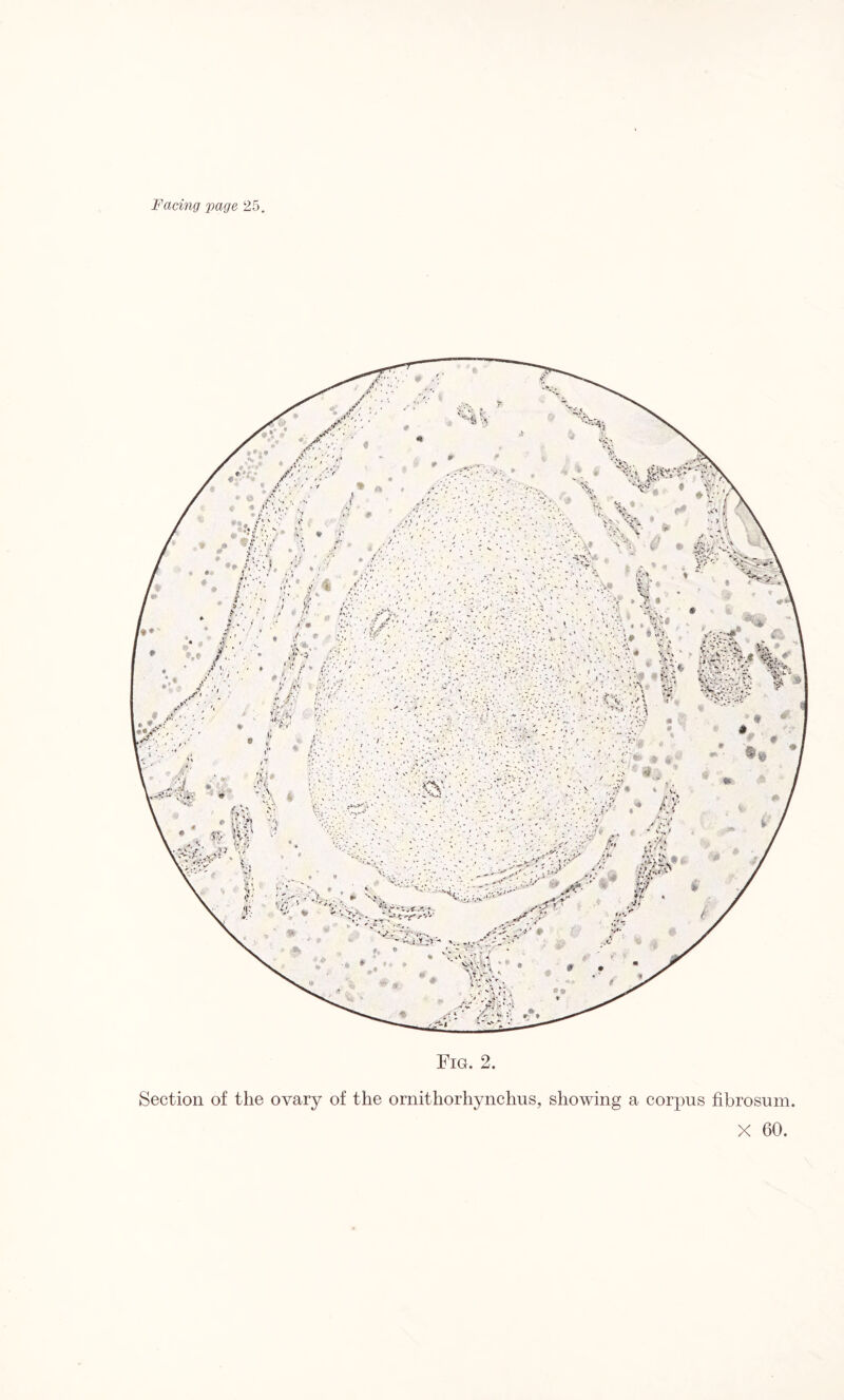 Fig. 2 Section of the ovary of the ornithorhynchus, showing a corpus fibrosum