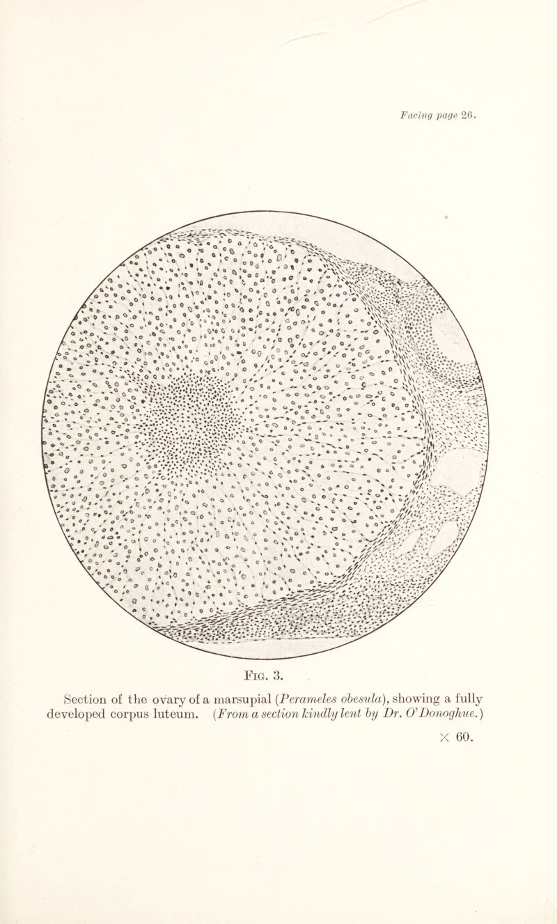 Fig. 3. Section of the ovary of a marsupial (Perameles obesula), showing a fully developed corpus luteum. {From a section kindly lent by Dr. O'Donoghue.)