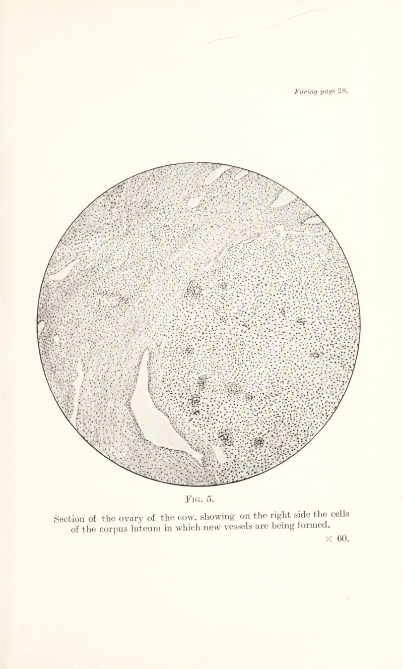 Fig. 5. Section of the ovary of the cow, showing on the right side the cells of the corpus luteum in which new vessels are being formec .