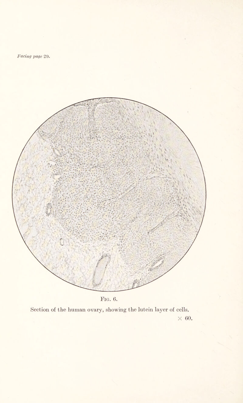 Fig. 6. Section of the human ovary, showing the lutein layer of cells. X 60