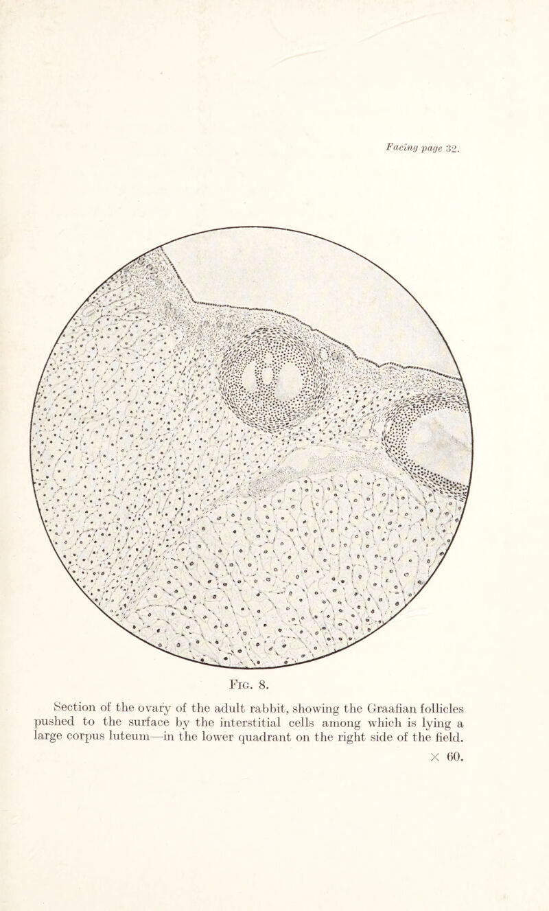 Fig. 8. Section of the ovary of the adult rabbit, showing the Graafian follicles pushed to the surface by the interstitial cells among which is lying a large corpus luteum—in the lower quadrant on the right side of the field.