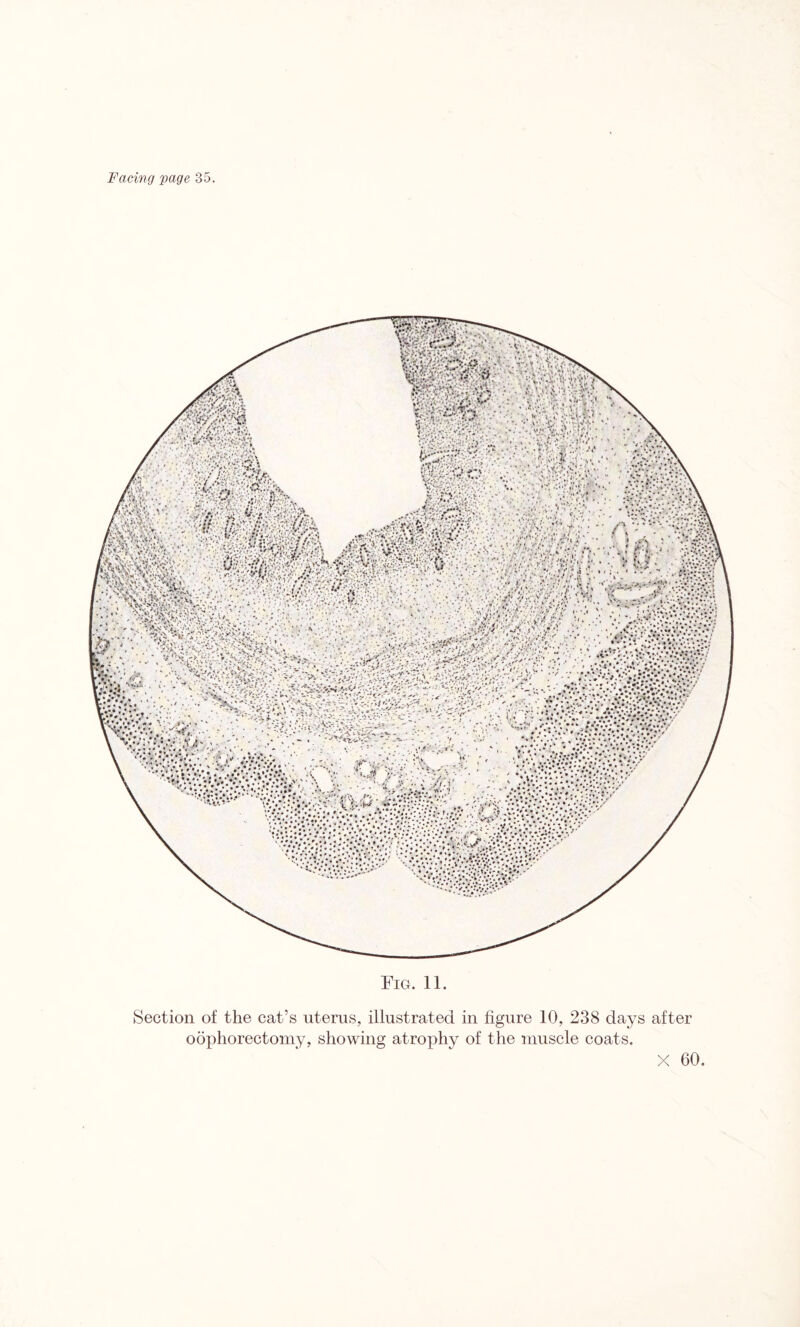 Fig. 11. Section of the cat’s uterus, illustrated in figure 10, 238 days after odphorectomy, showing atrophy of the muscle coats.