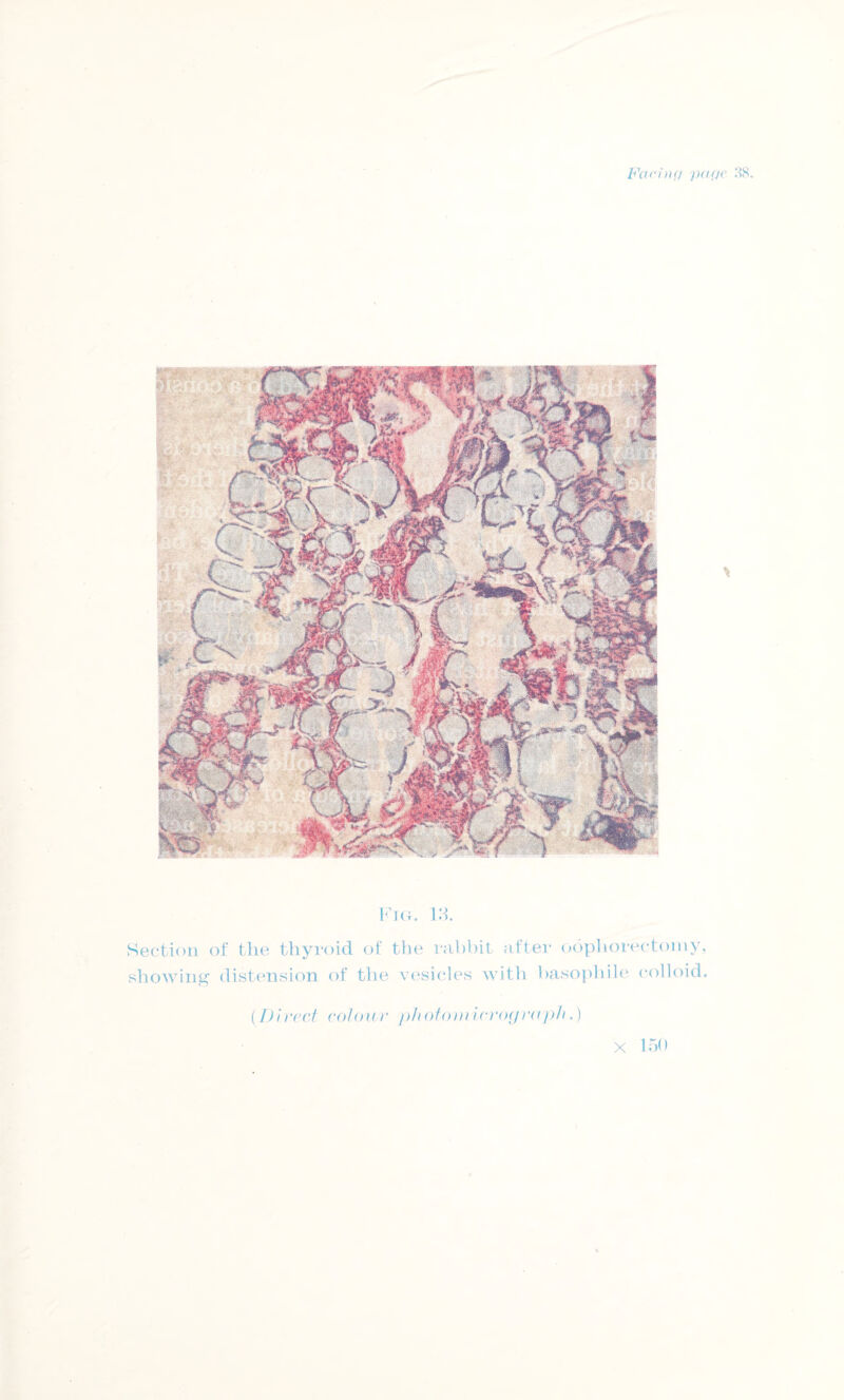 Fig. 18. Section of the thyroid of the rabbit after oophorectomy, showing distension of the vesicles with basophile colloid. (.Direct colour ph otomicrograph.) X 150