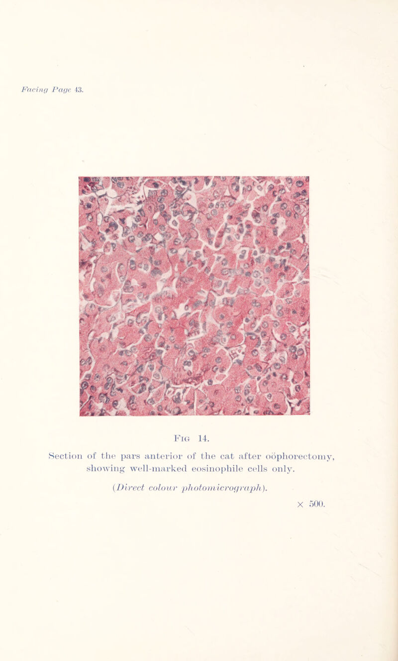 Fig 14. Section of the pars anterior of the cat after oophorectomy, showing well-marked eosinophile cells only. (.Direct colour photomicrograph).