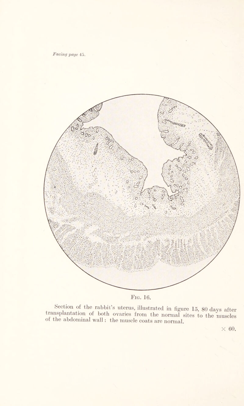 Fig. 16. Section of the rabbit’s uterus, illustrated in figure 15, 80 days after transplantation of both ovaries from the normal sites to the muscles of the abdominal wall: the muscle coats are normal.