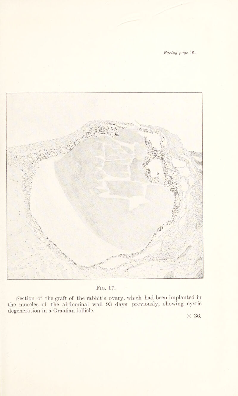 Section of the graft of the rabbit’s ovary, which had been implanted in the muscles of the abdominal wall 93 days previously, showing cystic degeneration in a Graafian follicle. X 36.