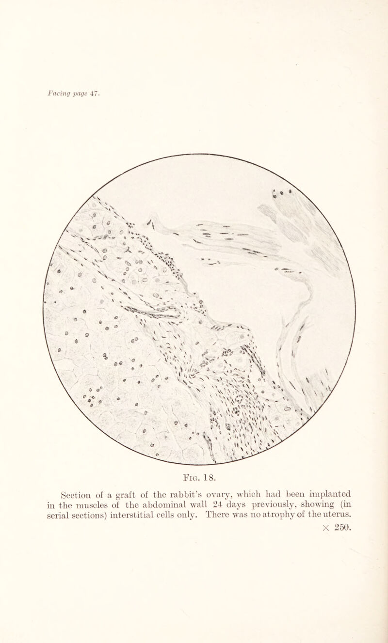 Fig. 18. Section of a graft of the rabbit’s ovary, which had been implanted in the muscles of the abdominal wall 24 days previously, showing (in serial sections) interstitial cells only. There was no atrophy of the uterus. X 250.