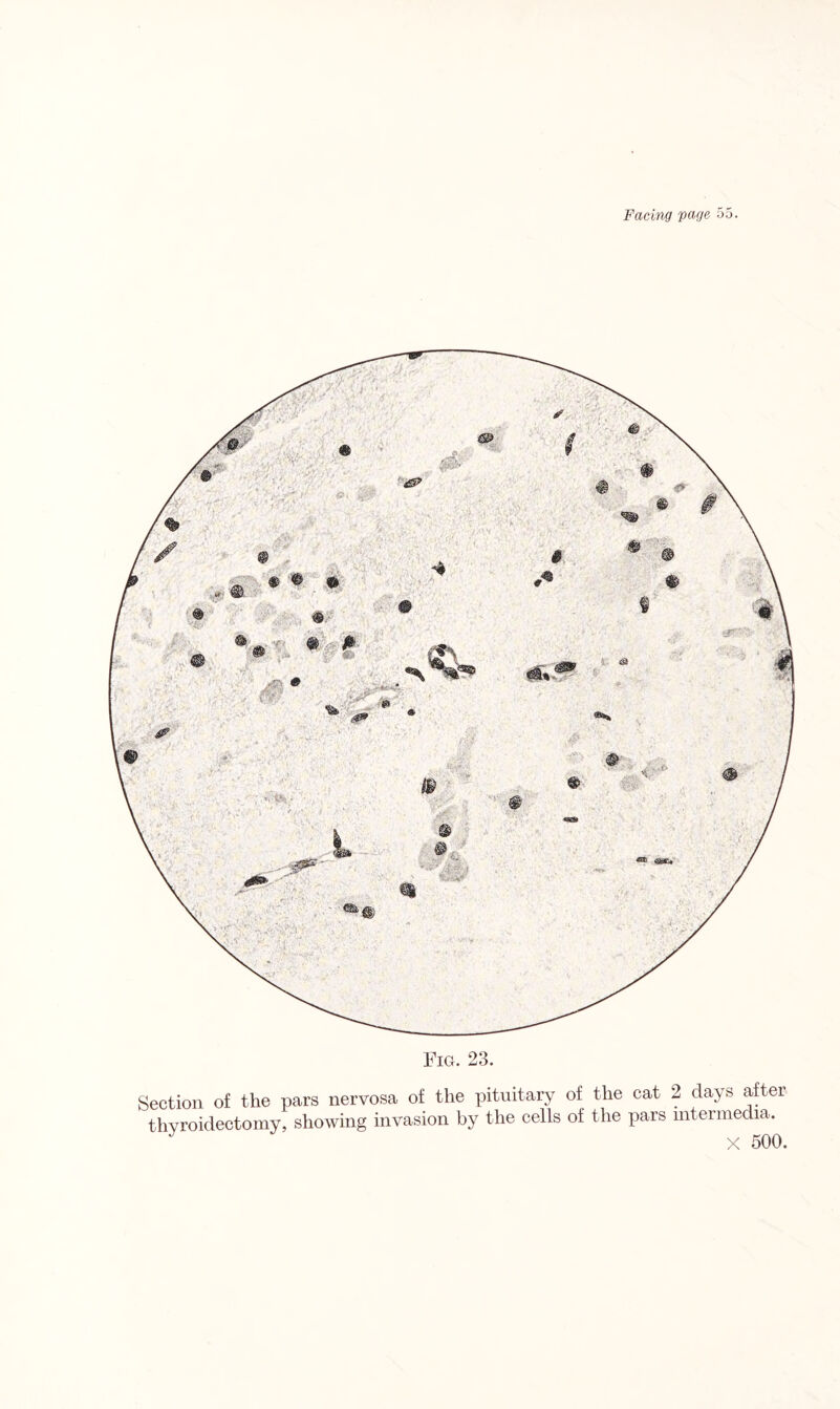 Fig. 23. Section of the pars nervosa of the pituitary of the cat 2 clays after thyroidectomy, showing invasion by the cells of the pars intermedia, X 500.