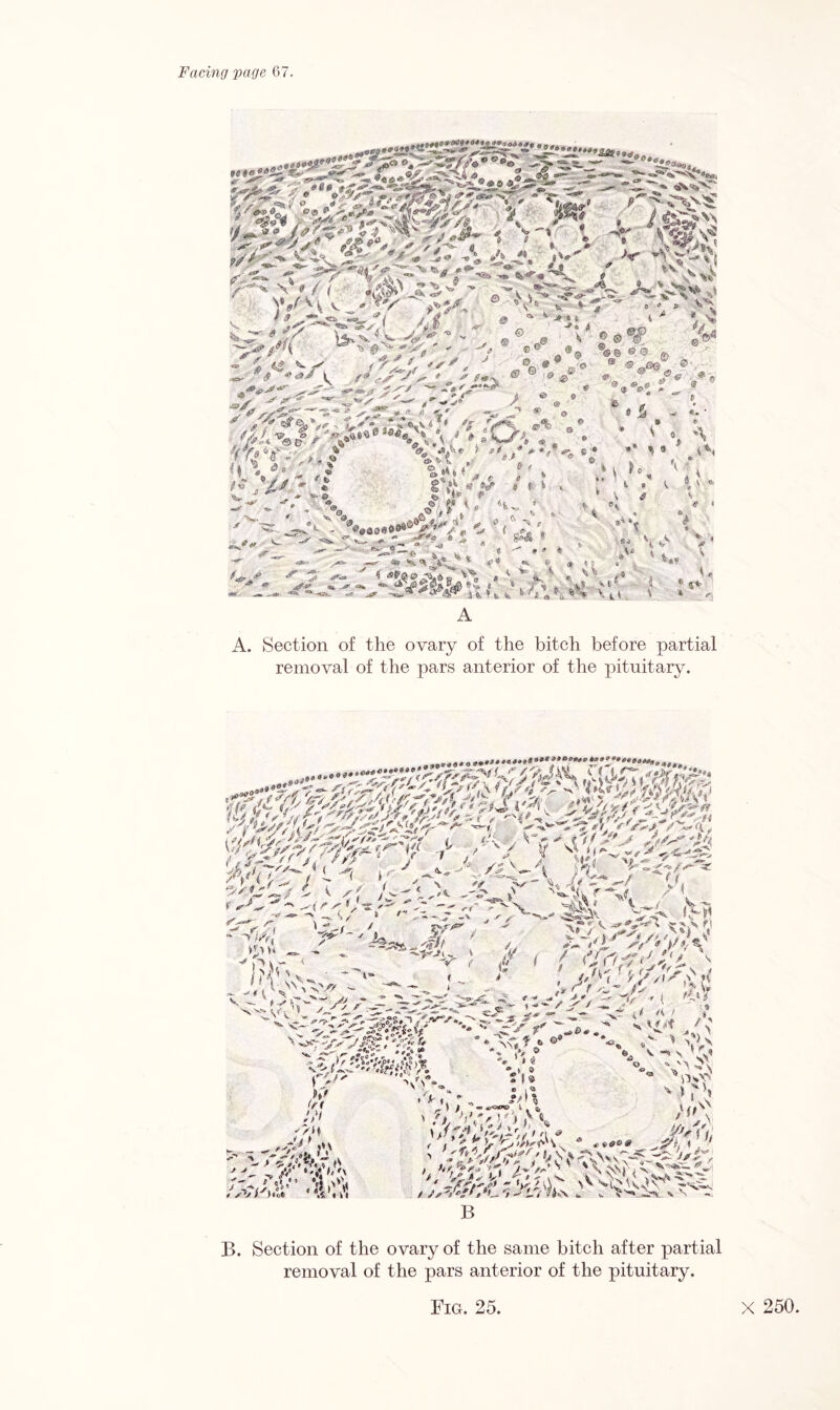 ^ A '-■** -» %<**<• *%iV t ' ' 0* ^' yA V. MAbY Y>>y v *3 «g_y Y j i # a k JM i A * v 'Bs ■SVJ /(#.J «r „ -*«> 4 ii - ,.'•* X ' W v. C .<4 * *v V » ^ ^ - * .. Y v* V %> jf 4« -V h>- Y * ^ v , « ' y f * / ^ , j ' A<r.f ' * l f4 <rS S S' • ' f*% s-*' Ajry 'S'/ ~ -*# V*M ^ ' '*' .. V»> •' fcr <**' —- — - Y **“*• - * (g ^ ^ .*- ** * c *> © C& ® ® 0 v,S ^ <__y tf ' {' ^“Z y#.y1’ n^f - yj®' a** -'*'' •*»• -» i* y ■:^?' <* A 0. e ~ 9? fjr JSP. '■» X^X* as> ■#■ ■ ’■ % '%,/ - ^^iv4A.*-V4f■ V r- /£ K 'SU r? > *'** 4 ^ <» * 00*/ •a . , Y y ^ *» ‘Y* > ./ ^ ' ' <f\ (3 ~ „.&Q ®' f> ® ® <p • „ <3 »a@ b ® l\ \ W / V. !'% r y ® V- > © *• © ^®4- . ®- zu i * (>!„&& \ ® © e, a®© ®o© ®© V. V »'0 ® « ® _®.e “ e e p. »• a 8 ^ -< «. ’ f ^ •, ^ Vt. ^>;'v***i1 . ;•'> * “ ^ '• * ' % U V . r Z V V - ^ s  ”<*» .Aa©®A<yyf « y? >> ,° ■% (T - - ^aaos®8® / * / e ^ < -.«•* > -=s>. ■ y. ** 'f' a * y» . S»<S - -'■ ■ '7s t e ^ * 6 <7 0 fr <$ fe C . K ^’ 4 I : ' v% * A \ ,?h * * y 'V.t,' A x y«»^ <te 4^^ * 4** * < ‘5P@oa6o ^ < ' r ^ I ©4 ..V \ V1 * %, v :*». * .y S*<* 4 \ i ♦ '* U. 0 » y A. Section of the ovary of the bitch before partial removal of the pars anterior of the pituitary. o7;^Z'<r’-'~ XAXb ■fWWMMffi'&t fSfz/^iyM^rr yvv f%At f Y AnTir/^'< 7 > l ti ^.J ' J** \ e^ —- **S ' </( ip H •^JSlV. - , s/ * W ■ f / ' I* 2u V* rl „v / •^1 |(*f4 f S- :^_ Q. ^s- Vy i M> s.y>s'JAyl\ St'S? <J il if* r <®v ? V V - f ^ C ^ y/t / x v^_\z y > z„ i.' ^ ^ < *;l sf/s'/S f fJrt&*JJ/t. s ; jMityA'fiW '* Aj ^Vy/-' , ybV ®S*ef»%£ v*yf^ pi>' X 4rfk0k y- ' <‘I'“ z. '/ > > ^ rf.s' /z-f yV/ >M f»A / y> /s*?f'i& '<}ViC9 JP »V fs» r« a f' '/' 6'^. h *\ s 8 *.<;'« k i B. Section of the ovary of the same bitch after partial removal of the pars anterior of the pituitary.