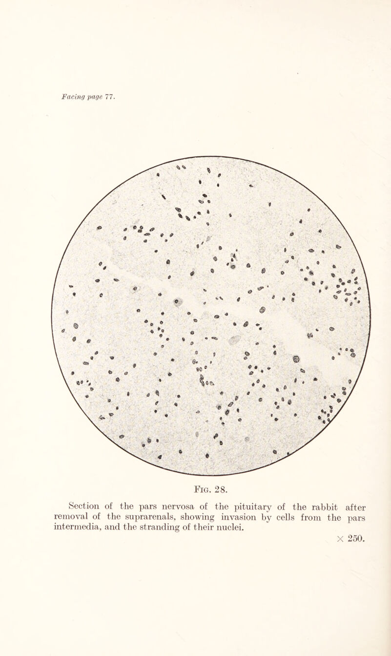 Fig. 28. Section of the pars nervosa of the pituitary of the rabbit after removal of the suprarenals, showing invasion by cells from the pars intermedia, and the stranding of their nuclei. X 250.