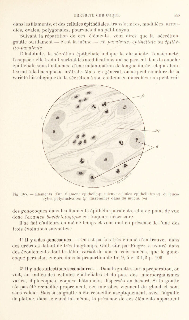 dans lcsfilaments, et des cellules épithéliales, transformées, modifiées, arron¬ dies, ovales, polygonales, pourvues d’un petit noyau. Suivant la répartition de ces éléments, vous direz que la sécrétion, goutte ou filament — c'est la même — est purulente, épithéliale ou èpithé- lio-purulente. D’habitude, la sécrétion épithéliale indique la chronicité, l’ancienneté, l’asepsie : elle traduit surtout les modifications qui se passent dans la couche épithéliale sous l'influence d’une inflammation de longue durée, et qui abou¬ tissent à la leucoplasie urétrale. Mais, en général, on ne peut conclure de la variété histologique de la sécrétion à son contenu en microbes : on peut voir Fig. 165. — Eléments d’un filament épithélio-purulent ; cellules épithéliales [e), et leuco¬ cytes polynucléaires (p) disséminés dans du mucus (m). des gonocoques dans les filaments épithélio-purulents, et à ce point de vue donc l'examen bactériologique est toujours nécessaire. Il se fait d’ailleurs en même temps et vous met en présence de l’une des trois évolutions suivantes : 1° Il y a des gonocoques. — On est parfois très étonné d’en trouver dans des urétrites datant de très longtemps. Goll, cité par Finger, a trouvé dans des écoulements dont le début variait de une à trois années, que le gono¬ coque persistait encore dans la proportion de 14, 9, 5 et 2 1/2 p. 100. 2° Il y a des infections secondaires.—Dans la goutte, sur la préparation, on voit, au milieu des cellules épithéliales et du pus, des microorganismes variés, diplocoques, coques, bâtonnets, dispersés au hasard. Si la goutte n'a pas été recueillie proprement, ces microbes viennent du gland et sont sans valeur. Mais si la goutte a été recueillie aseptiquement, avec l aiguille de platine, dans le canal lui-même, la présence de ces éléments appartient