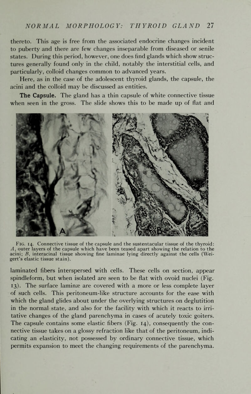 thereto. This age is free from the associated endocrine changes incident to puberty and there are few changes inseixirable from diseased or senile states. During this period, however, one does find glands which show struc¬ tures generally found only in the child, notably the interstitial cells, and particularly, colloid changes common to advanced years. Here, as in the case of the adolescent thyroid glands, the capsule, the acini and the colloid may be discussed as entities. The Capsule. The gland has a thin capsule of white connective tissue when seen in the gross. The slide shows this to be made up of Hat and Fig. 14. Connective tissue of the capsule and the sustentacular tissue of the thyroid: A, outer layers of the capsule which have been teased apart showing the relation to the acini; B, interacinal tissue showing fine laminae lying directly against the cells (Wei- gert’s elastic tissue stain). laminated fibers interspersed with cells. These cells on section, appear spindleform, but when isolated are seen to be flat with ovoid nuclei (Fig. 13). The surface lamina? are covered with a more or less complete layer of such cells. This peritoneum-like structure accounts for the ease with which the gland glides about under the overlying structures on deglutition in the normal state, and also for the facility with which it reacts to irri¬ tative changes of the gland parenchyma in cases of acutely toxic goiters. The capsule contains some elastic fibers (Fig. 14), consequently the con¬ nective tissue takes on a glossy refraction like that of the peritoneum, indi¬ cating an elasticity, not possessed by ordinary connective tissue, which permits expansion to meet the changing requirements of the parenchyma.