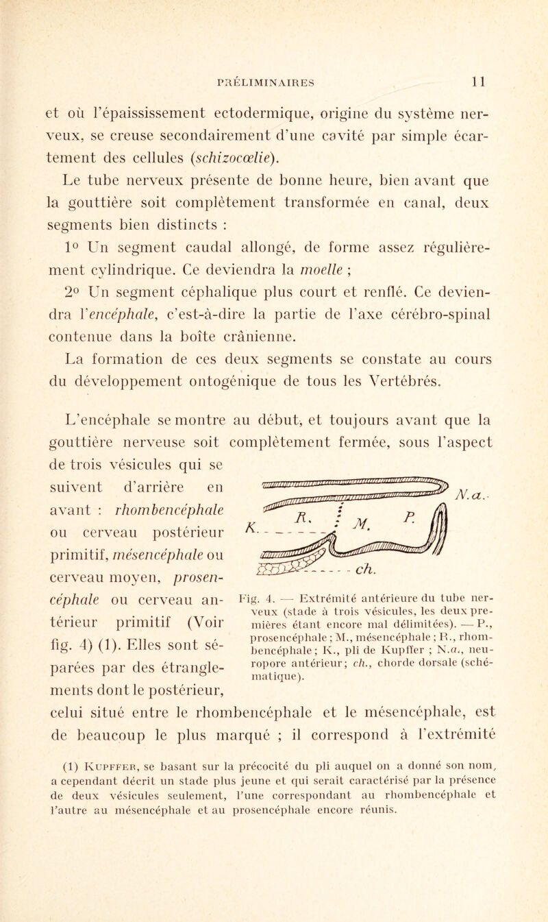 et où l’épaississement ectodermique, origine du système ner¬ veux, se creuse secondairement d’une cavité par simple écar¬ tement des cellules (schizocœlie). Le tube nerveux présente de bonne heure, bien avant que la gouttière soit complètement transformée en canal, deux segments bien distincts : 1° Un segment caudal allongé, de forme assez régulière¬ ment cylindrique. Ce deviendra la moelle ; 2° Un segment céphalique plus court et renflé. Ce devien¬ dra Y encéphale, c’est-à-dire la partie de l’axe cérébro-spinal contenue dans la boîte crânienne. La formation de ces deux segments se constate au cours du développement ontogénique de tous les Vertébrés. L’encéphale se montre au début, et toujours avant que la gouttière nerveuse soit complètement fermée, sous l’aspect de trois vésicules qui se suivent d’arrière en avant : rhombencéphale ou cerveau postérieur primitif, mésencéphale ou cerveau moyen, prosen- céphale ou cerveau an¬ térieur primitif (Voir fig. 4) (1). Elles sont sé¬ parées par des étrangle¬ ments dont le postérieur, celui situé entre le rhombencéphale et le mésencéphale, est de beaucoup le plus marqué ; il correspond à l’extrémité (1) Kupffer, se basant sur la précocité du pli auquel on a donné son nom, a cependant décrit un stade plus jeune et qui serait caractérisé par la présence de deux vésicules seulement, l’une correspondant au rhombencéphale et l’autre au mésencéphale et au prosencéphale encore réunis. Fig. 4. — Extrémité antérieure du tube ner¬ veux (stade à trois vésicules, les deux pre¬ mières étant encore mal délimitées). — P., prosencéphale ; M., mésencéphale ; R., rhom¬ bencéphale; K., pli de Kupffer ; N .a., neu¬ ropore antérieur; ch., chorde dorsale (sché¬ matique).