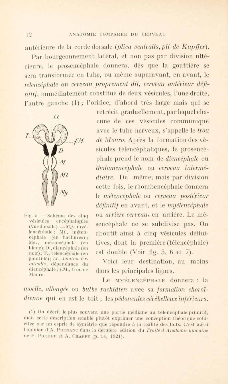 antérieure de la corde dorsale (plica ventralis, pli de Kupffer). Par bourgeonnement latéral, et non pas par division ulté¬ rieure, le prosencéphale donnera, dès que la gouttière se sera transformée en tube, ou même auparavant, en avant, le télencéphale ou cerveau proprement dit, cerveau antérieur défi¬ nitif, immédiatement constitué de deux vésicules, l’une droite, l’autre gauche (1) ; l’orifice, d’abord très large mais qui se rétrécit graduellement, par lequel cha¬ cune de ces vésicules communique avec le tube nerveux, s’appelle le trou de Monro. Après la formation des vé¬ sicules télencéphaliques, le prosencé¬ phale prend le nom de diencéphale ou thalamencéphale ou cerveau intermé¬ diaire. I)e même, mais par division cette fois, le rhombencéphale donnera le métencéphale ou cerveau postérieur définitif en avant, et le myélencéphale ou arrière-cerveau, en arrière. Le mé- sencéphale ne se subdivise pas. On aboutit ainsi à cinq vésicules défini¬ tives, dont la première (télencéphale) est double (Voir fig. 5, 6 et 7). Voici leur destination, au moins dans les principales lignes. Le myélencéphale donnera : la moelte, allongée ou bulbe rachidien avec sa formation clioroï- dienne qui en est le toit; les pédoncules cérébelleux inférieurs. U Fig. 5. — Schéma des cinq vésicules encéphaliques (vue dorsale). —My., myé¬ lencéphale ; Mméten¬ céphale (en hachures) ; Me., mésencéphale (en blanc); D., diencéphale (en noir); T., télencéphale (en pointillé); l.t., lamina ter¬ minales, dépendance du diencéphale ; /.M., trou de Monro. (1) On décrit le plus souvent une partie médiane au télencéphale primitif, mais cette description semble plutôt exprimer une conception théorique solli¬ citée par un esprit de symétrie que répondre à la réalité des faits. C’est aussi l’opinion d’A. Prenant dans la dernière édition du Traité (VAnatomie humaine de P. Poirier et A. Charpy (p. 14, 1921).