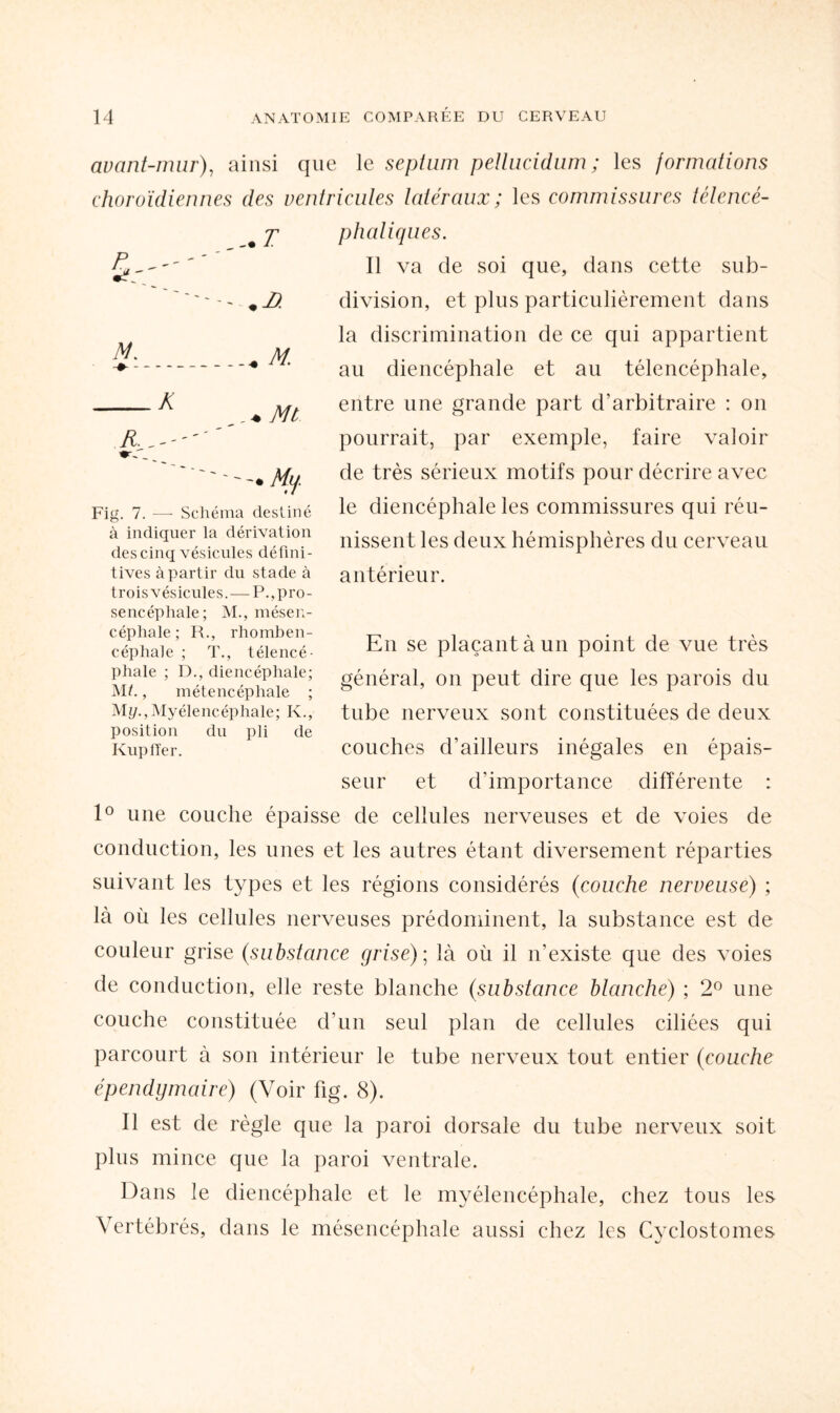 avant-mur), ainsi que le septum pellucidum ; les formations choroïdiennes des ventricules latéraux; les commissures télencé- phaliques. Il va de soi que, dans cette sub¬ division, et plus particulièrement dans la discrimination de ce qui appartient au diencéphale et au télencéphale, entre une grande part d’arbitraire : on pourrait, par exemple, faire valoir de très sérieux motifs pour décrire avec le diencéphale les commissures qui réu¬ nissent les deux hémisphères du cerveau antérieur. En se plaçant à un point de vue très général, on peut dire que les parois du tube nerveux sont constituées de deux couches d’ailleurs inégales en épais¬ seur et d’importance différente : 1° une couche épaisse de cellules nerveuses et de voies de conduction, les unes et les autres étant diversement réparties suivant les types et les régions considérés (couche nerveuse) ; là où les cellules nerveuses prédominent, la substance est de couleur grise (substance grise); là où il n’existe que des voies de conduction, elle reste blanche (substance blanche) ; 2° une couche constituée d’un seul plan de cellules ciliées qui parcourt à son intérieur le tube nerveux tout entier (couche épendy maire) (Voir fig. 8). Il est de règle que la paroi dorsale du tube nerveux soit plus mince que la paroi ventrale. Dans le diencéphale et le myélencéphale, chez tous les Vertébrés, dans le mésencéphale aussi chez les Cyclostomes T -.A y_« m. R. Fig. 7. —- Schéma destiné à indiquer la dérivation des cinq vésicules défini¬ tives à partir du stade à trois vésicules. — P.,pro- sencépliale; M., mésen¬ céphale; R., rhomben- céphale ; T., télencé¬ phale ; D., diencéphale; M t., m été ne ép haie ; My.,Myélencéphale; K., position du pli de Kupfïer.