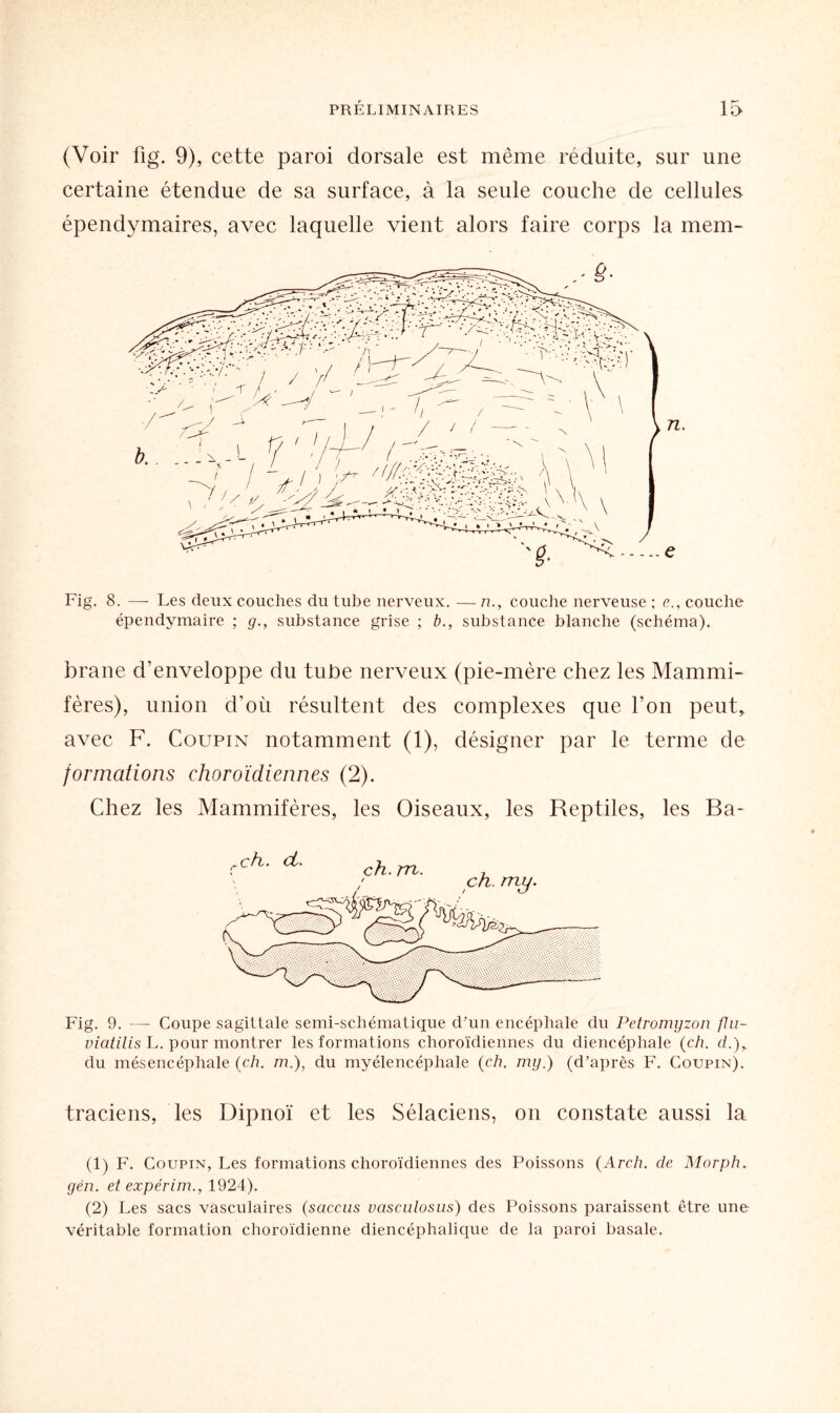 (Voir fig. 9), cette paroi dorsale est même réduite, sur une certaine étendue de sa surface, à la seule couche de cellules épendymaires, avec laquelle vient alors faire corps la mem- n. e Fig. 8. — Les deux couches du tube nerveux. —n., couche nerveuse ; e., couche épendymaire ; g., substance grise ; b., substance blanche (schéma). brane d’enveloppe du tube nerveux (pie-mère chez les Mammi¬ fères), union d’où résultent des complexes que l’on peut, avec F. Coupin notamment (1), désigner par le terme de formations choroïdiennes (2). Chez les Mammifères, les Oiseaux, les Reptiles, les Ba- Fig. 9. — Coupe sagittale semi-schématique d’un encéphale du Petromyzon fin- viatilis L. pour montrer les formations choroïdiennes du diencéphale (ch. cl.), du mésencéphale (ch. m.), du myélencéphale (ch. my.) (d’après F. Coupin). traciens, les Dipnoï et les Sélaciens, on constate aussi la (1) F. Coupin, Les formations choroïdiennes des Poissons (Arch. de Morph. gén. et expérim., 1924). (2) Les sacs vasculaires (sciccus uasculosus) des Poissons paraissent être une véritable formation choroïdienne diencéphalique de la paroi basale.