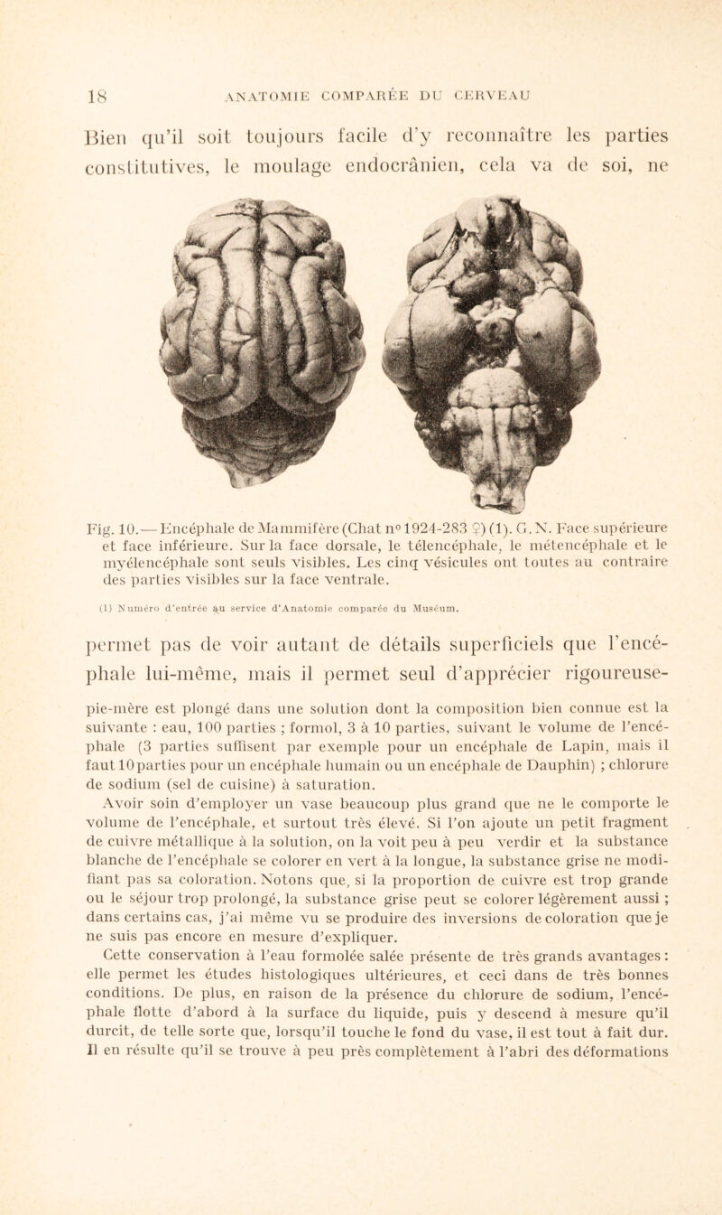 Bien qu’il soit toujours facile d'y reconnaître les parties constitutives, le moulage endocrânien, cela va de soi, ne Fig. 10.— Encéphale de Mammifère (Chat n° 1924-283 $)(1). G.X. Face supérieure et face inférieure. Sur la face dorsale, le télencéphale, le métencéphale et le myélencéphale sont seuls visibles. Les cinq vésicules ont tontes au contraire des parties visibles sur la face ventrale. (1) Numéro d’entrée au service d’Anatomie comparée du Muséum. permet pas de voir autant de détails superficiels que l'encé¬ phale lui-même, mais il permet seul d’apprécier rigoureuse- pie-inère est plongé dans une solution dont la composition bien connue est la suivante : eau, 100 parties ; formol, 3 à 10 parties, suivant le volume de l’encé¬ phale (3 parties suffisent par exemple pour un encéphale de Lapin, mais il faut lOparties pour un encéphale humain ou un encéphale de Dauphin) ; chlorure de sodium (sel de cuisine) à saturation. Avoir soin d’employer un vase beaucoup plus grand que ne le comporte le volume de l’encéphale, et surtout très élevé. Si l’on ajoute un petit fragment de cuivre métallique à la solution, on la voit peu à peu verdir et la substance blanche de l’encéphale se colorer en vert à la longue, la substance grise ne modi¬ fiant pas sa coloration. Notons que, si la proportion de cuivre est trop grande ou le séjour trop prolongé, la substance grise peut se colorer légèrement aussi ; dans certains cas, j’ai même vu se produire des inversions décoloration que je ne suis pas encore en mesure d’expliquer. Cette conservation à l’eau formolée salée présente de très grands avantages : elle permet les études histologiques ultérieures, et ceci dans de très bonnes conditions. De plus, en raison de la présence du chlorure de sodium, l’encé¬ phale flotte d’abord à la surface du liquide, puis y descend à mesure qu’il durcit, de telle sorte que, lorsqu’il touche le fond du vase, il est tout à fait dur. 11 en résulte qu’il se trouve à peu près complètement à l’abri des déformations