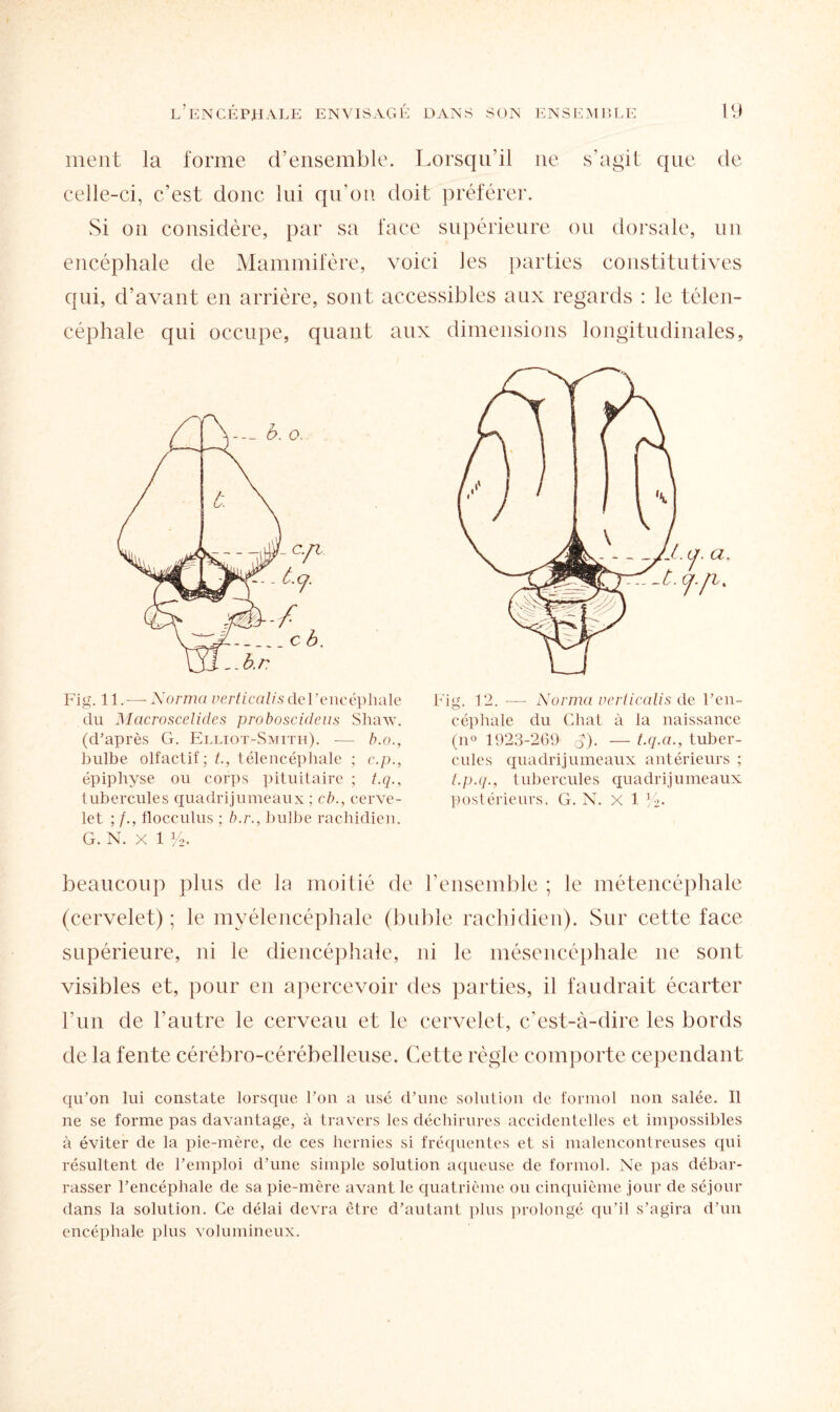 ment la forme d’ensemble. Lorsqu’il ne s’agit que de celle-ci, c’est donc lui qu'on doit préférer. Si on considère, par sa face supérieure ou dorsale, un encéphale de Mammifère, voici les parties constitutives qui, d’avant en arrière, sont accessibles aux regards : le télen- céphale qui occupe, quant aux dimensions longitudinales, Fig. 11. — Norma uerticalis de l’encéphale du Macroscelides proboscideus Shaw. (d’après G. Elliot-Smith). ■— b.o., bulbe olfactif; t, télencéphale ; c.p., épiphyse ou corps pituitaire ; t.q., tubercules quadrijumeaux ; cb., cerve¬ let ; /., flocculus ; b.r., bulbe rachidien. G. N. X 1 y2. Fig. 12. — Norma uerticalis de l’en- céphale du Chat à la naissance (n° 1923-269 et). — t.q.a., tuber¬ cules quadrijumeaux antérieurs ; t.p.q., tubercules quadrijumeaux postérieurs. G. N. X 1 beaucoup plus de la moitié de l’ensemble ; le métencéphale (cervelet); le myélencéphale (buble rachidien). Sur cette face supérieure, ni le diencéphale, ni le mésencéphale ne sont visibles et, pour en apercevoir des parties, il faudrait écarter l’un de l’autre le cerveau et le cervelet, c’est-à-dire les bords de la fente cérébro-cérébelleuse. Cette règle comporte cependant qu’on lui constate lorsque l’on a usé d’une solution de formol non salée. Il ne se forme pas davantage, à travers les déchirures accidentelles et impossibles à éviter de la pie-mère, de ces hernies si fréquentes et si malencontreuses qui résultent de l’emploi d’une simple solution aqueuse de formol. Ne pas débar¬ rasser l’encéphale de sa pie-mère avant le quatrième ou cinquième jour de séjour dans la solution. Ce délai devra être d’autant plus prolongé qu’il s’agira d’un encéphale plus volumineux.