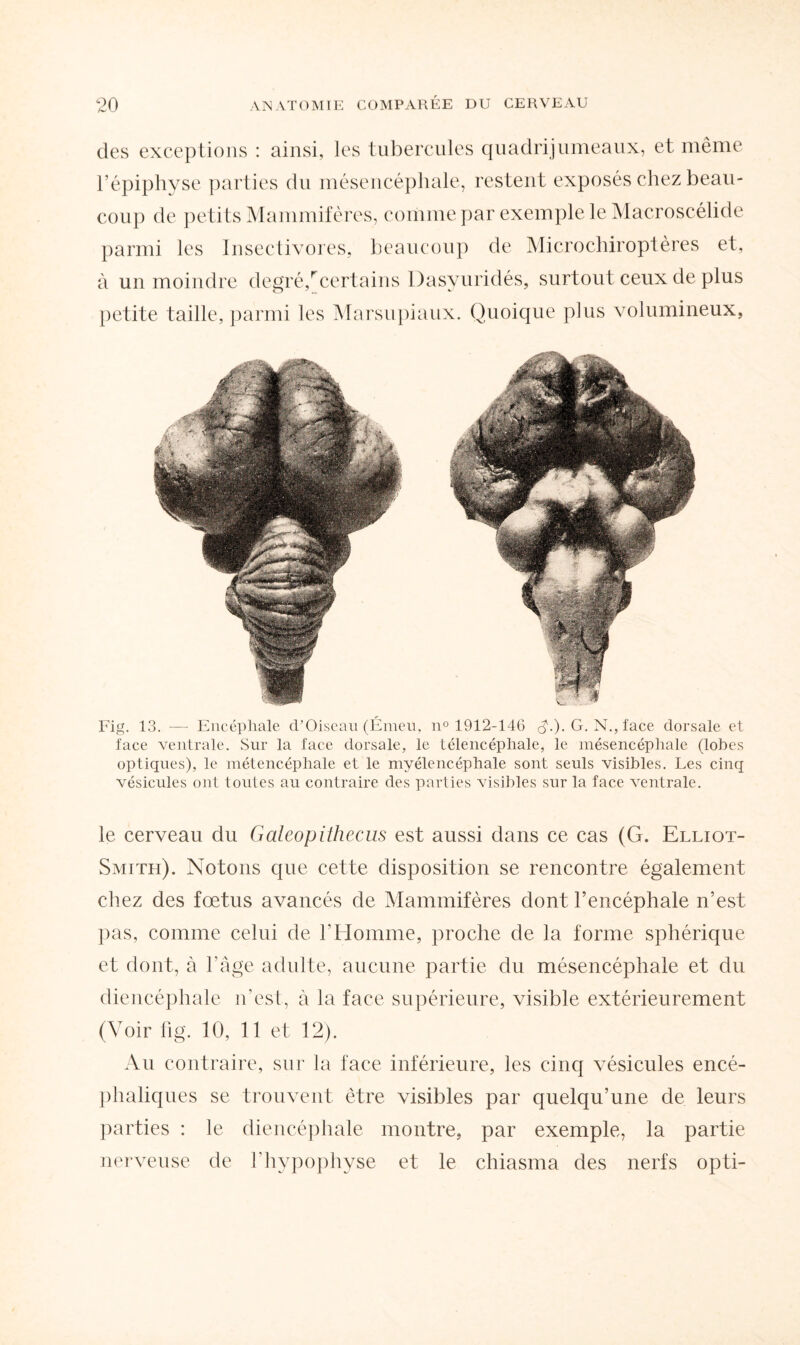 des exceptions : ainsi, les tubercules quadrijumeaux, et même l’épiphyse parties du mésencéphale, restent exposés chez beau¬ coup de petits Mammifères, connue par exemple le Macroscélide parmi les Insectivores, beaucoup de Microchiroptères et, à un moindre degré,1rcertains Dasyuridés, surtout ceux de plus petite taille, parmi les Marsupiaux. Quoique plus volumineux, Fig. 13. —- Encéphale d’Oiseau (Émeu, n° 1912-146 ch). G. N., face dorsale et face ventrale. Sur la face dorsale, le télencéphale, le mésencéphale (lobes optiques), le métencéphale et le myélencéphale sont seuls visibles. Les cinq vésicules ont toutes au contraire des parties visibles sur la face ventrale. le cerveau du Galeopithecus est aussi dans ce cas (G. Elliot- Smith). Notons que cette disposition se rencontre également chez des fœtus avancés de Mammifères dont l’encéphale n’est pas, comme celui de l'Homme, proche de la forme sphérique et dont, à l’âge adulte, aucune partie du mésencéphale et du diencéphale n’est, à la face supérieure, visible extérieurement (Voir fig. 10, 11 et 12). Au contraire, sur la face inférieure, les cinq vésicules encé¬ phaliques se trouvent être visibles par quelqu’une de leurs parties : le diencéphale montre, par exemple, la partie nerveuse de l’hypophyse et le chiasma des nerfs opti-