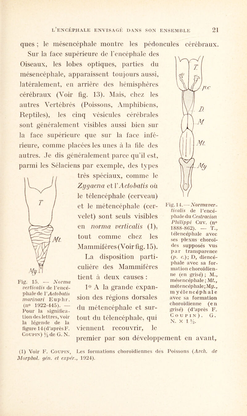 ques ; le mésencéphale montre les pédoncules cérébraux. Sur la face supérieure de l’encéphale des Oiseaux, les lobes optiques, parties du mésencéphale, apparaissent toujours aussi, latéralement, en arrière des hémisphères cérébraux (Voir fig. 13). Mais, chez les autres Vertébrés (Poissons, Amphibiens, Reptiles), les cinq vésicules cérébrales sont généralement visibles aussi bien sur la face supérieure que sur la face infé¬ rieure, comme placées les unes à la file des autres. Je dis généralement parce qu’il est, parmi les Sélaciens par exemple, des types très spéciaux, comme le Zygaenci etYAetobatis où le télencéphale (cerveau) et le métencéphale (cer¬ velet) sont seuls visibles en norma verticalis (1), tout comme chez les Mammifères (V oir fig. 15). La disposition parti¬ culière des Mammifères tient à deux causes : 1° A la grande expan¬ sion des régions dorsales du métencéphale et sur¬ tout du télencéphale, qui viennent recouvrir, le premier par son développement en avant Fig. 15. — Norma verticalis de l'encé¬ phale de YAetobatis marinari E u p h r. (no 1922-445). — Pour la significa¬ tion des lettres, voir la légende de la figure 14 (d’après F. Coupin) % de G. N. Fig. 14.— Norma ver¬ ticalis de l’encé¬ phale du Cestracion Philippi Cuv. (n° 1888-862). — T., télencéphale avec ses plexus choroï¬ des supposés vus par transparence (p. c.); D, diencé- phale avec sa for¬ mation choroïdien- ne (en grisé) ; M.,. mésencéphale ; ML, métencéphale; My., m yélencéph al e avec sa formation choroïdienne (en grisé) (d’après F. Coupin). G. N. X 1 i/o. (1) Voir F. Coupin, Les formations choroïdiennes des Poissons (Arch. de Morphol. gén. et expér., 1924).