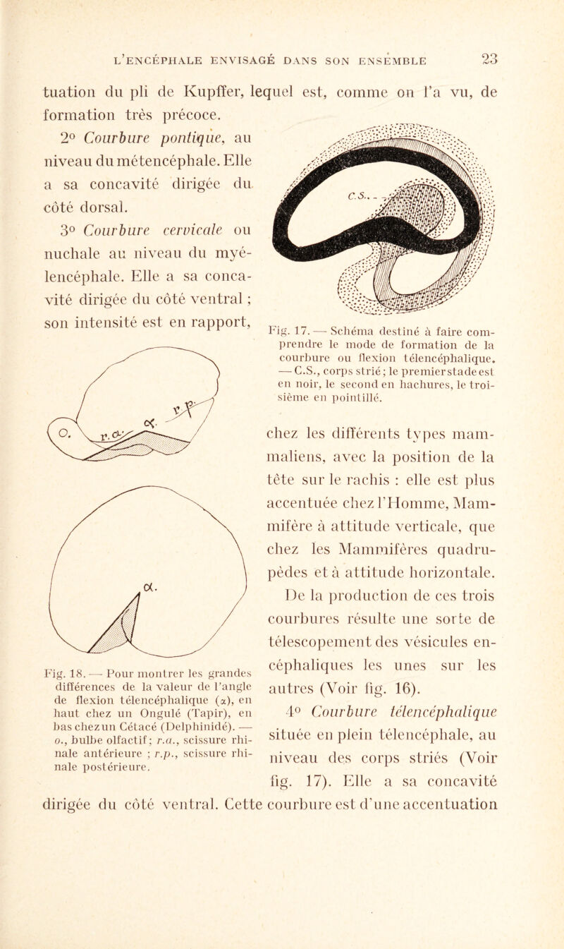 no tuation du pli de Kupfïer, lequel est, comme on l’a vu, de formation très précoce. 2° Courbure pontique, au niveau dumétencéphale. Elle a sa concavité dirigée du côté dorsal. 3° Courbure cervicale ou nuchale au niveau du myé- lencéphale. Elle a sa conca¬ vité dirigée du côté ventral ; son intensité est en rapport, Fig. 17. — Schéma destiné à faire com¬ prendre le mode de formation de la courbure ou flexion télencéphalique. — C.S., corps strié ; le premier stade est en noir, le second en hachures, le troi¬ sième en pointillé. chez les différents types main- maliens, avec la position de la Fig. 18. — Pour montrer les grandes différences de la valeur de l’angle de flexion télencéphalique (a), en haut chez un Ongulé (Tapir), en baschezun Cétacé (Delphinidé). — o., bulbe olfactif; r.ci., scissure rhi- nale antérieure ; r.p., scissure rhi- nale postérieure. dirigée du côté ventral. Cett tête sur le rachis : elle est plus accentuée chez l’Homme, Mam¬ mifère à attitude verticale, que chez les Mammifères quadru¬ pèdes et à attitude horizontale. De la production de ces trois courbures résulte une sorte de télescopement des vésicules en¬ céphaliques les unes sur les autres (Voir fig. 16). 4° Courbure télencéphalique située en plein télencéphale, au niveau des corps striés (Voir fig. 17). Elle a sa concavité courbure est d’une accentuation