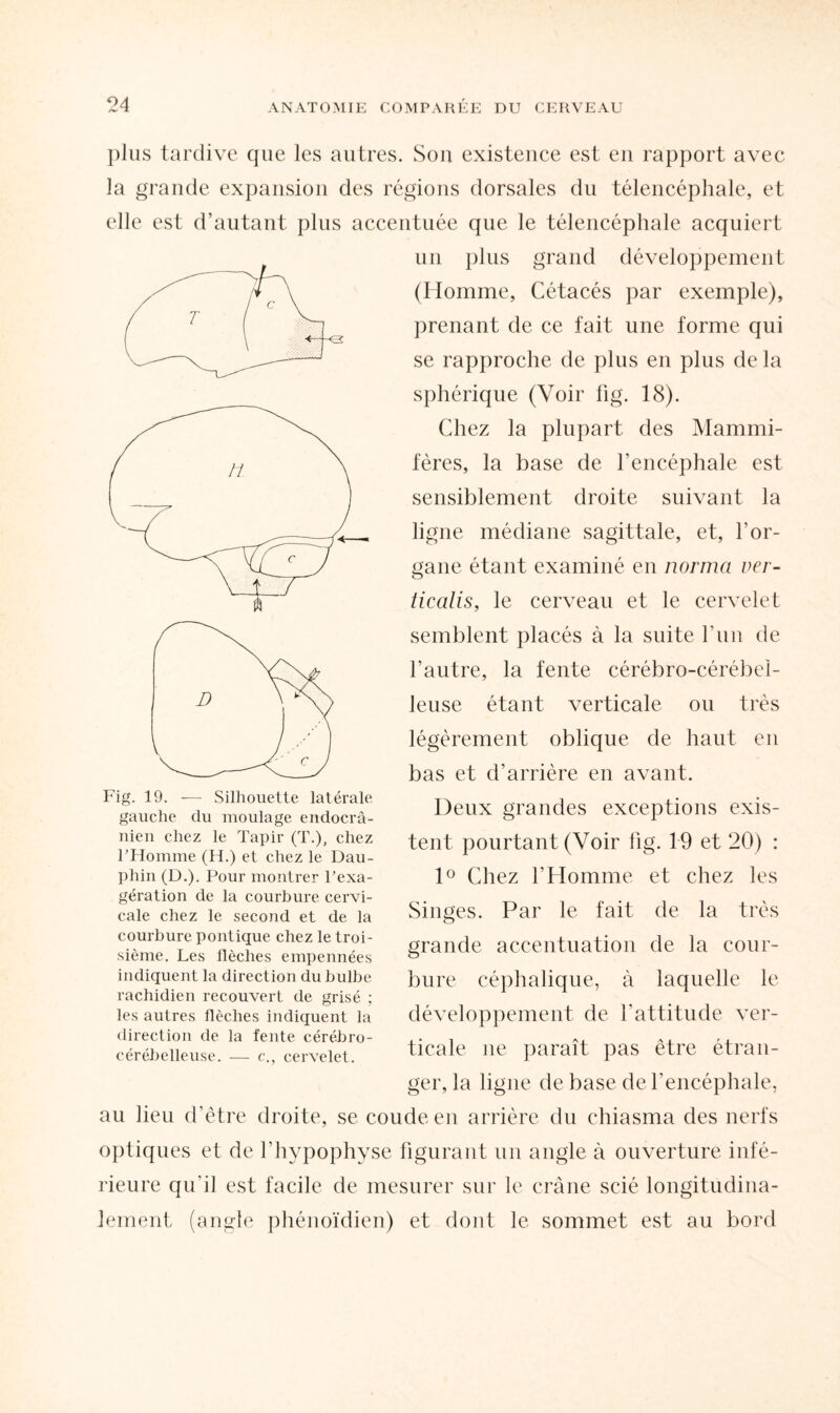 plus tardive que les autres. Son existence est en rapport avec la grande expansion des régions dorsales du télencéphale, et elle est d’autant plus accentuée que le télencéphale acquiert un plus grand développement (Homme, Cétacés par exemple), prenant de ce fait une forme qui se rapproche de plus en plus de la sphérique (Voir fig. 18). Chez la plupart des Mammi¬ fères, la base de l’encéphale est sensiblement droite suivant la ligne médiane sagittale, et, l’or¬ gane étant examiné en norma ver- ticalis, le cerveau et le cervelet semblent placés à la suite l’un de l’autre, la fente cérébro-cérébel¬ leuse étant verticale ou très légèrement oblique de haut en bas et d’arrière en avant. Deux grandes exceptions exis¬ tent pourtant (Voir fig. 19 et 20) : 1° Chez l’Homme et chez les Singes. Par le fait de la très grande accentuation de la cour¬ bure céphalique, à laquelle le développement de T attitude ver¬ ticale ne paraît pas être étran¬ ger, la ligne de base de l’encéphale, au lieu d’être droite, se coude en arrière du chiasma des nerfs optiques et de l’hypophyse figurant un angle à ouverture infé¬ rieure qu i] est facile de mesurer sur le crâne scié longitudina¬ lement (angle phénoïdien) et dont le sommet est au bord Fig. 19. —- Silhouette latérale gauche du moulage endocrâ- nien chez le Tapir (T.), chez l’Homme (H.) et chez le Dau¬ phin (D.). Pour montrer l’exa¬ gération de la courbure cervi¬ cale chez le second et de la courbure politique chez le troi¬ sième. Les flèches empennées indiquent la direction du bulbe rachidien recouvert de grisé ; les autres flèches indiquent la direction de la fente cérébro- cérébelleuse. — c., cervelet.