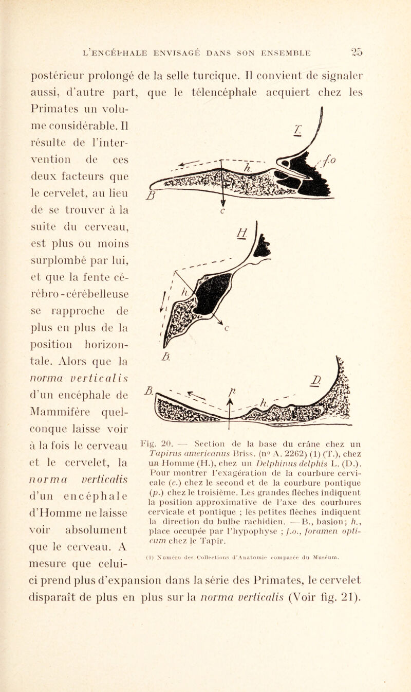 postérieur prolongé de la selle turcique. Il convient de signaler aussi, d’autre part, Primates un volu¬ me considérable. Il résulte de l’inter¬ vention de ces deux facteurs que le cervelet, au lieu de se trouver à la suite du cerveau, est plus ou moins surplombé par lui, et que la fente cé¬ rébro-cérébelleuse se rapproche de plus en plus de la position horizon¬ tale. Alors que la norma verticalis d’un encéphale de Mammifère quel¬ conque laisse voir à la fois le cerveau et le cervelet, la norma verticalis d’un encéphale d’Homme ne laisse voir absolument que le cerveau. A mesure que celui- que le télencéphale acquiert chez les Fig. 20. — Section de la base du crâne chez un Tapirus americanus Briss. (n° A. 2262) (1) (T.), chez un Homme (H.), chez un Delphinus delphis L. (D.). Pour montrer Fexagération de la courbure cervi¬ cale (c.) chez le second et de la courbure politique (p.) chez le troisième. Les grandes flèches indiquent la position approximative de l’axe des courbures cervicale et pontique ; les petites flèches indiquent la direction du bulbe rachidien. -—B., basion; h., place occupée par l’hypophyse ; f.o., foramen opti- cum chez le Tapir. (1) Numéro des Collections d’Anatomie comparée du Muséum. ci prend plus d’expansion dans la série des Primates, le cervelet disparaît de plus en plus sur la norma verticalis (Voir fig. 21).