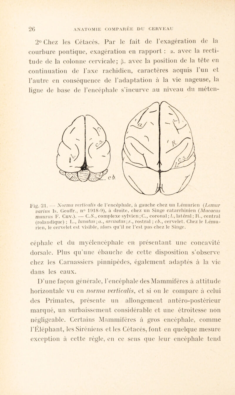 2° Chez les Cétacés. Par le fait de l’exagération de la courbure pontique, exagération en rapport : a. avec la recti¬ tude de la colonne cervicale; (3. avec la position de la tête en continuation de l'axe rachidien, caractères acquis l’un et l’autre en conséquence de l’adaptation à la vie nageuse, la ligne de base de l’encéphale s’incurve au niveau du méten- fig. 21. — Norma uerticalis de l’encéphale, à gauche chez un Lémurien (Lemur varius Is. GeolTr., n° 1918-9), à droite, chez un Singe catarrhinien (Macacus mciurus F. Cuv.). — C.S., complexe sylvien;C., coronal; /., latéral; R., central (rolandique) ; L., lunatus ;a., arcuatus ;r., rostral ; cb., cervelet. Chez le Lému¬ rien, le cervelet est visible, alors qu’il ne l’est pas chez le Singe. céphale et du myélencéphale en présentant une concavité dorsale. Plus qu’une ébauche de cette disposition s’observe chez les Carnassiers pinnipèdes, également adaptés à la vie dans les eaux. D’une façon générale, l’encéphale des Mammifères à attitude horizontale vu en norma uerticalis, et si on le compare à celui des Primates, présente un allongement antéro-postérieur marqué, un surbaissement considérable et une étroitesse non négligeable. Certains Mammifères à gros encéphale, comme l’Éléphant, les Siréniens et les Cétacés, font en quelque mesure exception à cette règle, en ce sens que leur encéphale tend