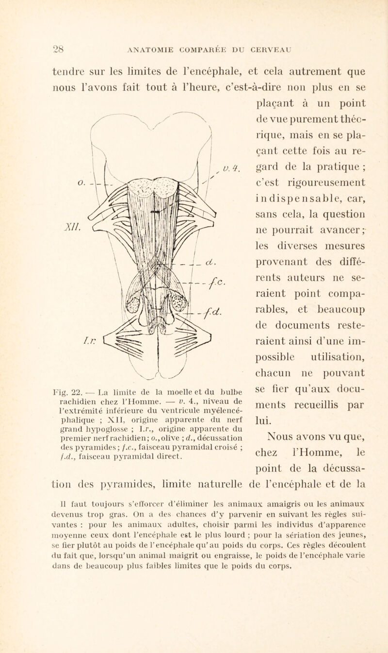 tendre sur les limites de l’encéphale, et cela autrement que nous l’avons fait tout à l’heure, c’est-à-dire non plus en se plaçant à un point de vue purement théo¬ rique, mais en se pla¬ çant cette fois au re¬ gard de la pratique ; u. 4. c’est rigoureusement indispensable, car, sans cela, la question ne pourrait avancer; les diverses mesures provenant des diffé¬ rents auteurs ne se¬ raient point compa¬ rables, et beaucoup de documents reste¬ raient ainsi d’une im¬ possible utilisation, chacun ne pouvant se fier qu’aux docu¬ ments recueillis par lui. Nous avons vu que, chez l’Homme, le point de la décussa¬ tion des pyramides, limite naturelle de l’encéphale et de la Fig. 22. — La limite de la moelle et du bulbe rachidien chez l’Homme. — u. 4., niveau de l’extrémité inférieure du ventricule myélencé- phalique ; XII. origine apparente du nerf grand hypoglosse ; I.r., origine apparente du premier nerf rachidien; o., olive ; d., décussation des pyramides ; f.c.., faisceau pyramidal croisé ; f.d., faisceau pyramidal direct. 11 faut toujours s’efforcer d’éliminer les animaux amaigris ou les animaux devenus trop gras. On a des chances d’y parvenir en suivant les règles sui¬ vantes : pour les animaux adultes, choisir parmi les individus d’apparence moyenne ceux dont l’encéphale est le plus lourd ; pour la sériation des jeunes, se fier plutôt au poids de l’encéphale qu’au poids du corps. Ces règles découlent du fait que, lorsqu’un animal maigrit ou engraisse, le poids de l’encéphale varie dans de beaucoup plus faibles limites que le poids du corps.