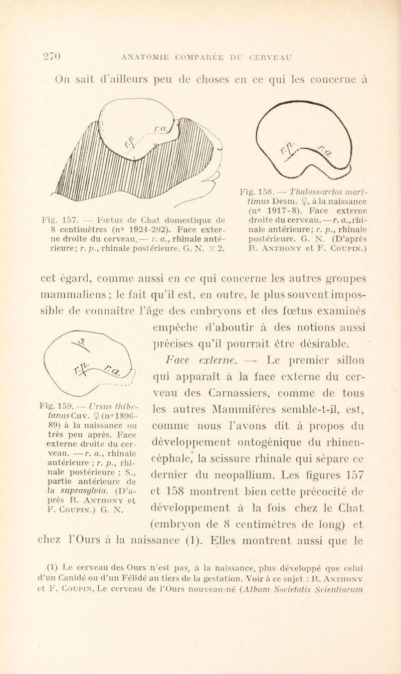 On sait d’ailleurs peu de choses en ce qui les concerne à Fig. 157. — Fœtus de Chat domestique de 8 centimètres (n° 1924-292). Face exter¬ ne droite du cerveau.— r. a., rhinale anté¬ rieure; r. p., rhinale postérieure. G. N. X 2. Fig. 158. -—- Thalassaretos mari- timus Desm. Ç, à la naissance (n° 1917-8). Face externe droite du cerveau.—r. a.,rhi¬ nale antérieure; r. p., rhinale postérieure. G. N. (D’après R. Anthony et F. Coupin.) cet égard, comme aussi en ce qui concerne les autres groupes mammaliens ; le fait qu’il est, en outre, le plus souvent impos¬ sible de connaître l’âge des embryons et des fœtus examinés o «. Fig. 159. — Ursus thibe- tanusCuv. $(n°1896- 89) à la naissance ou très peu après. Face externe droite du cer¬ veau. — r. cl, rhinale antérieure ; r. p., rhi¬ nale postérieure ; S., partie antérieure de la suprasylvici. (D’a¬ près R. Anthony et F. Coupin.) G. N. empêche d’aboutir à des notions aussi précises qu’il pourrait être désirable. Face externe. —- Le premier sillon qui apparaît à la face externe du cer¬ veau des Carnassiers, comme de tous les autres Mammifères semble-t-il, est, comme nous l’avons dit à propos du développement ontogénique du rhinen- eéphale, la scissure rhinale qui sépare ce dernier du néopallium. Les figures 157 et 158 montrent bien cette précocité de développement à la fois chez le Chat (embryon de 8 centimètres de long) et chez l’Ours à la naissance (1). Elles montrent aussi que le (1) Le cerveau des Ours n’est pas, à la naissance, plus développé que celui d’un Canidé ou d’un Félidé au tiers de la gestation. Voir à ce sujet : R. Anthony et F. Coupin, Le cerveau de l’Ours nouveau-né (Album Societatis Scientiarum