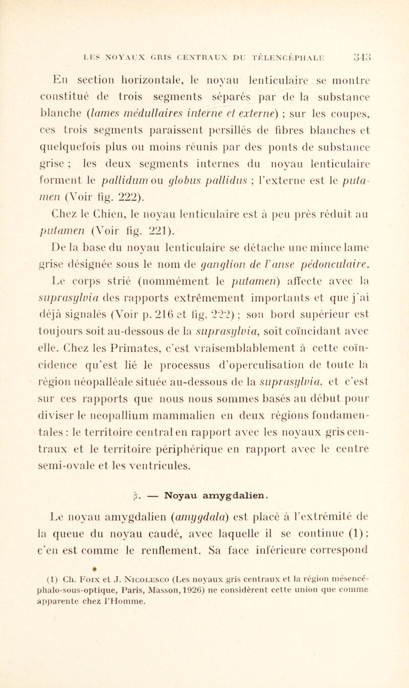 En section horizontale, le noyau lenticulaire se montre constitué de trois segments séparés par de la substance blanche (lames médullaires interne et externe) ; sur les coupes, ces trois segments paraissent persillés de fibres blanches et quelquefois plus ou moins réunis par des ponts de substance grise ; les deux segments internes du noyau lenticulaire forment le pallidum ou globus pallidus ; l’externe est le puta- men (Voir fig. 222). Chez le Chien, le noyau lenticulaire est à peu près réduit au putamen (Voir fig. 221). Delà base du noyau lenticulaire se détache une mince lame grise désignée sous le nom de ganglion de l'anse pédonculaire. Le corps strié (nommément le putamen) affecte avec la suprasylvia des rapports extrêmement importants et que j'ai déjà signalés (Voir p. 216 et fig. 222) ; son bord supérieur est toujours soit au-dessous de la suprasylvia, soit coïncidant avec elle, (fiiez les Primates, c’est vraisemblablement à cette coïn¬ cidence qu’est lié le processus d’operculisation de toute la région néopalléale située au-dessous de la suprasylvia, et c’est sur ces rapports que nous nous sommes basés au début pour diviser le néopallium mammalien en deux régions fondamen¬ tales : le territoire central en rapport avec les noyaux gris cen¬ traux et le territoire périphérique en rapport avec le centre semi-ovale et les ventricules. |3. — Noyau amygdalien. Le noyau amygdalien (amygdcda) est placé à l’extrémité de la queue du noyau caudé, avec laquelle il se continue (1); c'en est comme le renflement. Sa face inférieure correspond # (1) Ch. Foix et J. Nicolesco (Les noyaux gris centraux et la région mésencé- phalo-sous-optique, Paris, Masson, 1926) ne considèrent cette union que comme apparente chez l’Homme.