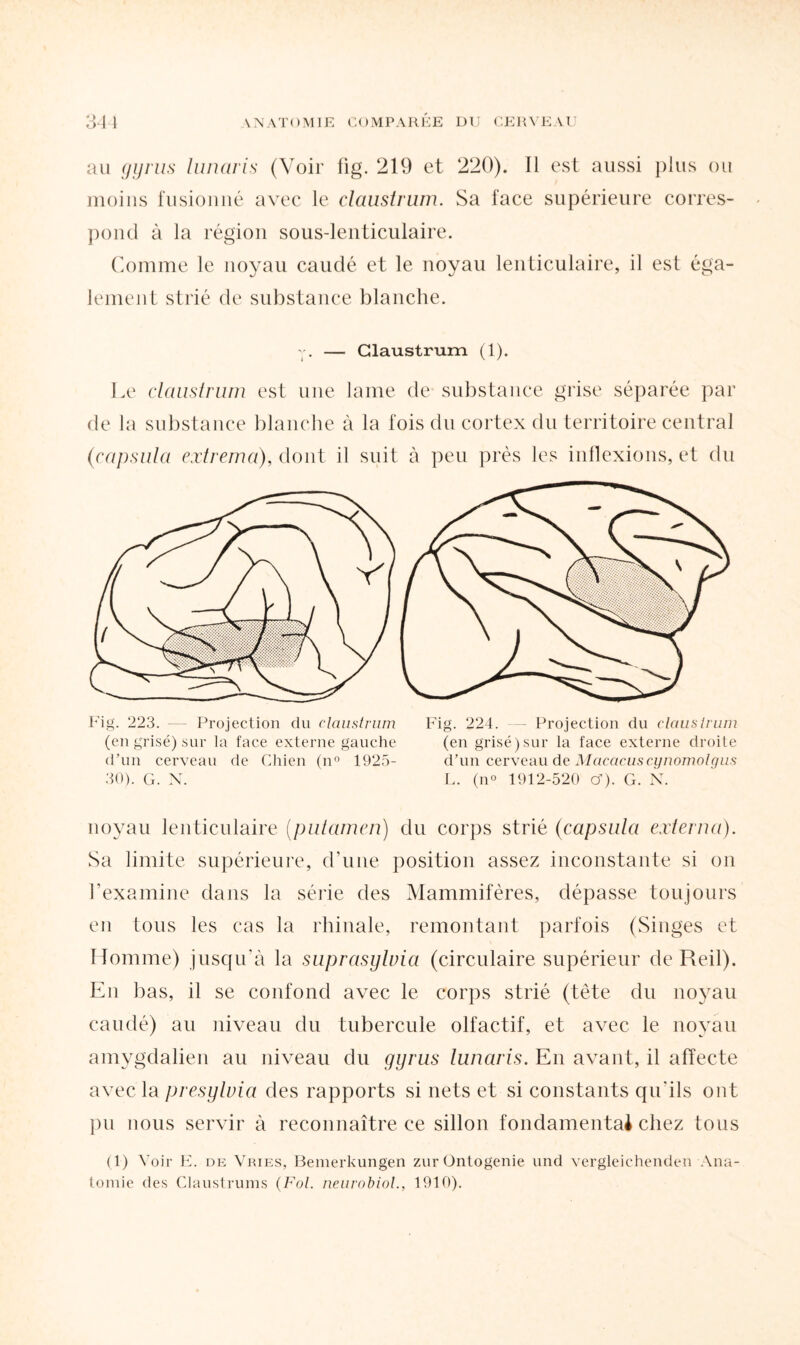 au gyrus lunaris (Voir fig. 219 et 220). Il est aussi plus ou moins fusionné avec le claustrum. Sa face supérieure corres¬ pond à la région sous-lenticulaire. Comme le noyau caudé et le noyau lenticulaire, il est éga¬ lement strié de substance blanche. y. — Claustrum (1). Le claustrum est une lame de substance grise séparée par de la substance blanche à la fois du cortex du territoire central (capsula extrema), dont il suit à peu près les inflexions, et du (en grisé) sur la face externe gauche (en grisé) sur la face externe droite d’un cerveau de Chien (n° 1925- d’un cerveau de Macacuscynomolgus 30). G. N. L. (n° 1912-520 cf). G. N. noyau lenticulaire (putamen) du corps strié (capsula externa). Sa limite supérieure, d’une position assez inconstante si on l’examine dans la série des Mammifères, dépasse toujours en tous les cas la rhinale, remontant parfois (Singes et Homme) jusqu'à la suprasyluia (circulaire supérieur de Reil). En bas, il se confond avec le corps strié (tête du noyau caudé) au niveau du tubercule olfactif, et avec le noyau amygdalien au niveau du gyrus lunaris. En avant, il affecte avec la presylvia des rapports si nets et si constants qu'ils ont pu nous servir à reconnaître ce sillon fondamental chez tous (1) Voir E. de Vries, Bemerkungen zur Ontogenie und vergleichenden Ana¬ tomie des Claustrums (Fol. neurobiol., 1910).