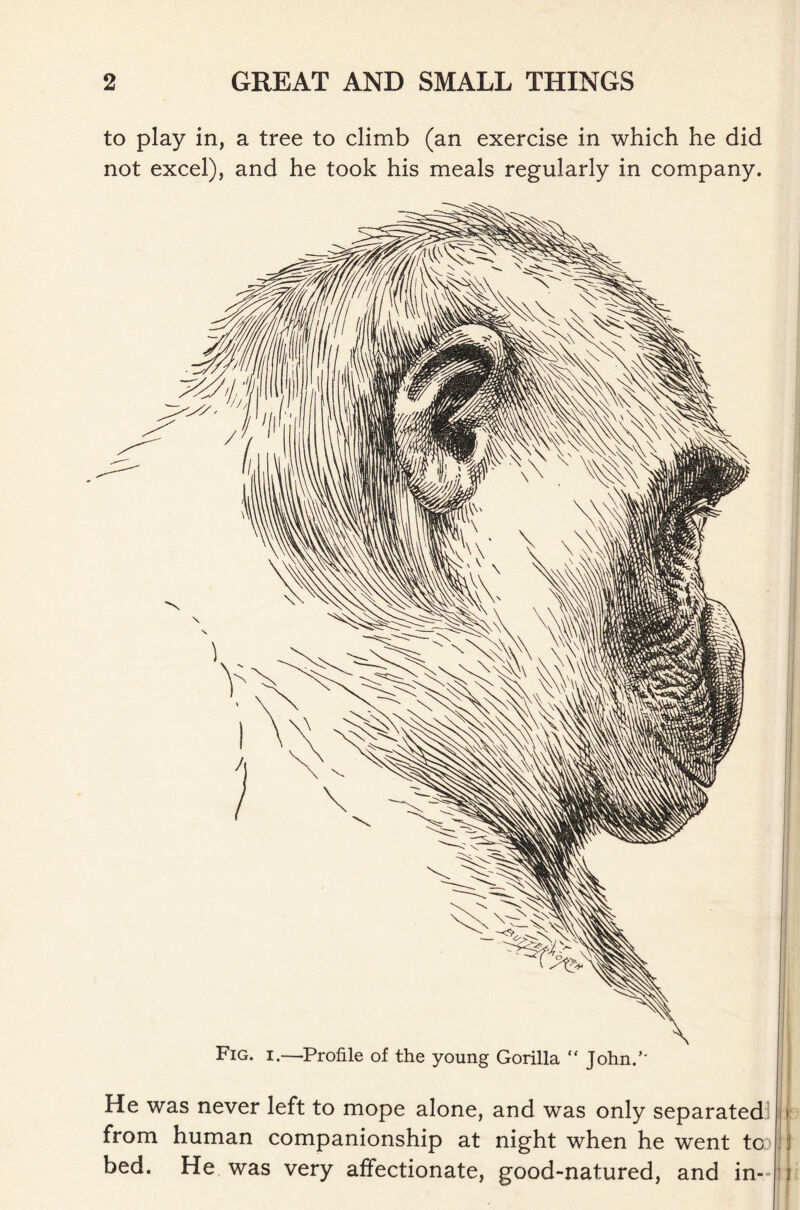 to play in, a tree to climb (an exercise in which he did not excel), and he took his meals regularly in company. Fig. i.—Profile of the young Gorilla “ John.’ He was never left to mope alone, and was only separated • from human companionship at night when he went to: j t bed. He was very affectionate, good-natured, and in- u