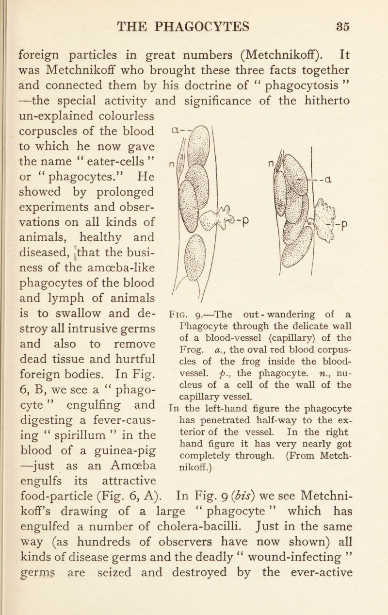 foreign particles in great numbers (Metchnikoff). It was Metchnikoff who brought these three facts together and connected them by his doctrine of “ phagocytosis ” —-the special activity and significance of the hitherto un-explained colourless corpuscles of the blood to which he now gave the name “ eater-cells ” or “ phagocytes.” He showed by prolonged experiments and obser- vations on all kinds of animals, healthy and diseased, .that the busi- ness of the amceba-like phagocytes of the blood and lymph of animals is to swallow and de- stroy all intrusive germs and also to remove dead tissue and hurtful foreign bodies. In Fig. 6, B, we see a “ phago- cyte ” engulfing and digesting a fever-caus- ing “ spirillum ” in the blood of a guinea-pig —just as an Amoeba engulfs its attractive food-particle (Fig. 6, A). In Fig. 9 (bis) we see Metchni- koff’s drawing of a large “ phagocyte ” which has engulfed a number of cholera-bacilli. Just in the same way (as hundreds of observers have now shown) all kinds of disease germs and the deadly “ wound-infecting ” germs are seized and destroyed by the ever-active Fig. 9.—The out - wandering of a Phagocyte through the delicate wall of a blood-vessel (capillary) of the Frog, a., the oval red blood corpus- cles of the frog inside the blood- vessel. p., the phagocyte, n., nu- cleus of a cell of the wall of the capillary vessel. In the left-hand figure the phagocyte has penetrated half-way to the ex- terior of the vessel. In the right hand figure it has very nearly got completely through. (From Metch- nikoff.)