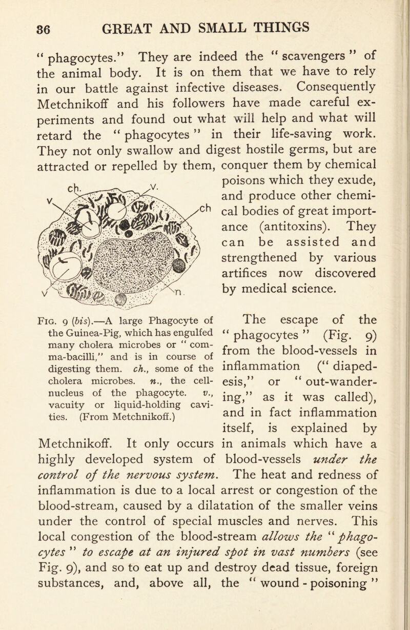 “ phagocytes.” They are indeed the “ scavengers ” of the animal body. It is on them that we have to rely in our battle against infective diseases. Consequently Metchnikoff and his followers have made careful ex- periments and found out what will help and what will retard the “ phagocytes ” in their life-saving work. They not only swallow and digest hostile germs, but are attracted or repelled by them, conquer them by chemical poisons which they exude, and produce other chemi- cal bodies of great import- ance (antitoxins). They can be assisted and strengthened by various artifices now discovered by medical science. Fig. 9 (bis).—A large Phagocyte of the Guinea-Pig, which has engulfed many cholera microbes or “ com- ma-bacilli/' and is in course of digesting them, ch., some of the cholera microbes. n., the cell- nucleus of the phagocyte. v., vacuity or liquid-holding cavi- ties. (From Metchnikoff.) The escape of the “ phagocytes ” (Fig. 9) from the blood-vessels in inflammation (“ diaped- esis,” or “ out-wander- ing,” as it was called), and in fact inflammation itself, is explained by Metchnikoff. It only occurs in animals which have a highly developed system of blood-vessels under the control of the nervous system. The heat and redness of inflammation is due to a local arrest or congestion of the blood-stream, caused by a dilatation of the smaller veins under the control of special muscles and nerves. This local congestion of the blood-stream allows the “ phago- cytes ” to escape at an injured spot in vast numbers (see Fig. 9), and so to eat up and destroy dead tissue, foreign substances, and, above all, the “ wound - poisoning ”