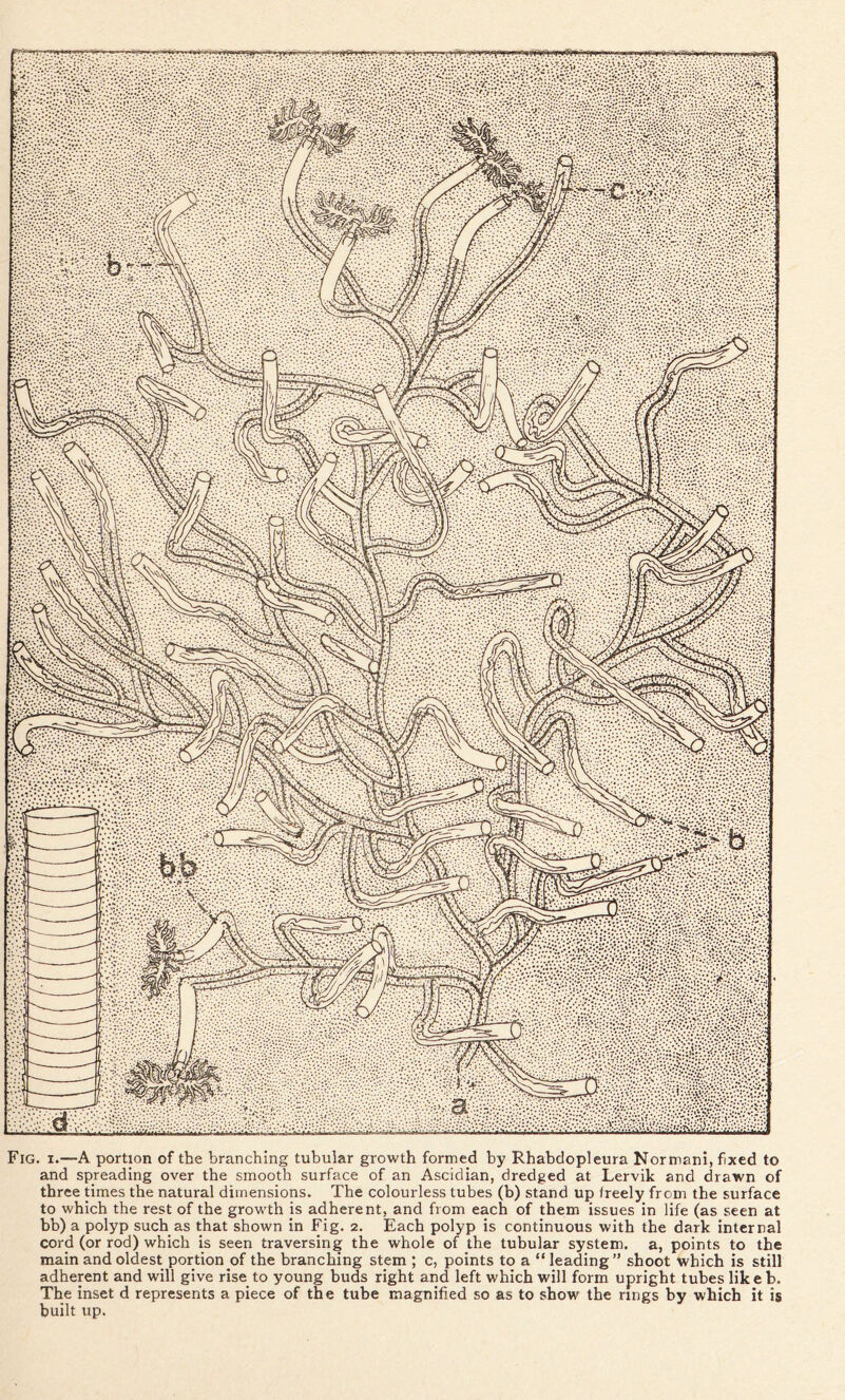 Fig. i.—A portion of the branching tubular growth formed by Rhabdopleura Normani, fixed to and spreading over the smooth surface of an Ascidian, dredged at Lervik and drawn of three times the natural dimensions. The colourless tubes (b) stand up freely from the surface to which the rest of the growth is adherent, and from each of them issues in life (as seen at bb) a polyp such as that shown in Fig. 2. Each polyp is continuous with the dark internal cord (or rod) which is seen traversing the whole of the tubular system, a, points to the main and oldest portion of the branching stem ; c, points to a “ leading ” shoot which is still adherent and will give rise to young buds right and left which will form upright tubes like b. The inset d represents a piece of the tube magnified so as to show the rings by which it is built up.