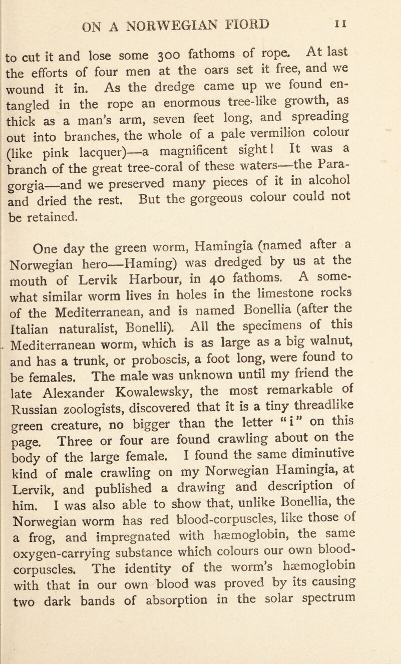 to cut it and lose some 3®® fathoms of rope. At last the efforts of four men at the oars set it free, and we wound it in. As the dredge came up we found en- tangled in the rope an enormous tree-like growth, as thick as a man’s arm, seven feet long, and spreading out into branches, the whole of a pale vermilion colour (like pink lacquer)—a magnificent sight! It was a branch of the great tree-coral of these waters—the Fara- gorgia—-and we preserved many pieces of it in alcohol and dried the rest. But the gorgeous colour could not be retained. One day the green worm, Hamingia (named after a Norwegian hero—Haming) was dredged by us at the mouth of Lervik Harbour, in 4° fathoms. A some- what similar worm lives in holes in the limestone rocks of the Mediterranean, and is named Bonellia (after the Italian naturalist, Bonelli). All the specimens of this Mediterranean worm, which is as large as a big walnut, and has a trunk, or proboscis, a foot long, were found to be females. The male was unknown until my friend the late Alexander Kowalewsky, the most remarkable. of Russian zoologists, discovered that it is a tiny thteadlike green creature, no bigger than the letter “ i on this page. Three or four are found crawling about on the body of the large female. I found the same diminutive kind of male crawling on my Norwegian Hamingia, at Lervik, and published a drawing and description of him. I was also able to show that, unlike Bonellia, the Norwegian worm has red blood-corpuscles, like those of a frog, and impregnated with haemoglobin, the same oxygen-carrying substance which colours our own blood- corpuscles, The identity of the worm s iicemoglobin with that in our own blood was proved by its causing two dark bands of absorption in the solar spectrum