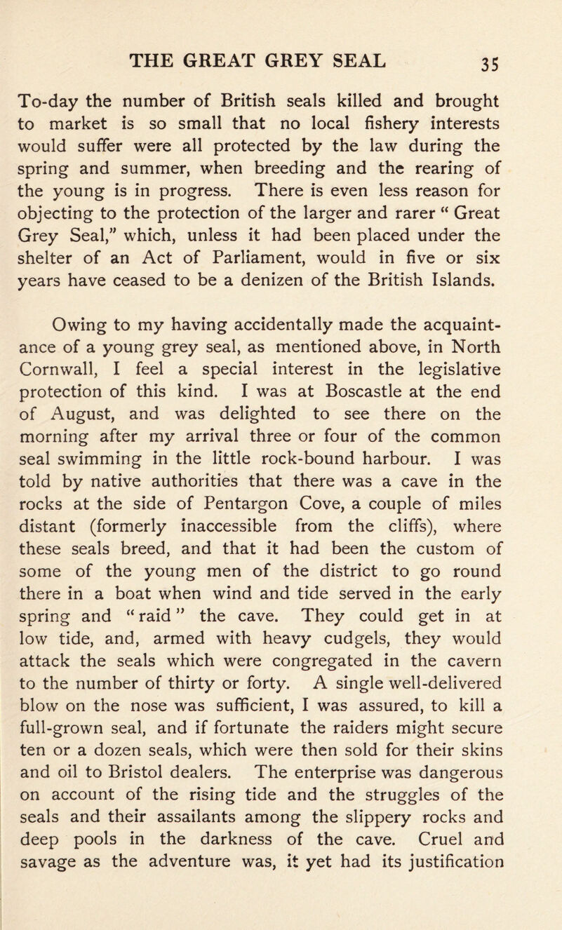 To-day the number of British seals killed and brought to market is so small that no local fishery interests would suffer were all protected by the law during the spring and summer, when breeding and the rearing of the young is in progress. There is even less reason for objecting to the protection of the larger and rarer “ Great Grey Seal,” which, unless it had been placed under the shelter of an Act of Parliament, would in five or six years have ceased to be a denizen of the British Islands. Owing to my having accidentally made the acquaint- ance of a young grey seal, as mentioned above, in North Cornwall, I feel a special interest in the legislative protection of this kind. I was at Boscastle at the end of August, and was delighted to see there on the morning after my arrival three or four of the common seal swimming in the little rock-bound harbour. I was told by native authorities that there was a cave in the rocks at the side of Pentargon Cove, a couple of miles distant (formerly inaccessible from the cliffs), where these seals breed, and that it had been the custom of some of the young men of the district to go round there in a boat when wind and tide served in the early spring and “ raid ” the cave. They could get in at low tide, and, armed with heavy cudgels, they would attack the seals which were congregated in the cavern to the number of thirty or forty. A single well-delivered blow on the nose was sufficient, I was assured, to kill a full-grown seal, and if fortunate the raiders might secure ten or a dozen seals, which were then sold for their skins and oil to Bristol dealers. The enterprise was dangerous on account of the rising tide and the struggles of the seals and their assailants among the slippery rocks and deep pools in the darkness of the cave. Cruel and savage as the adventure was, it yet had its justification