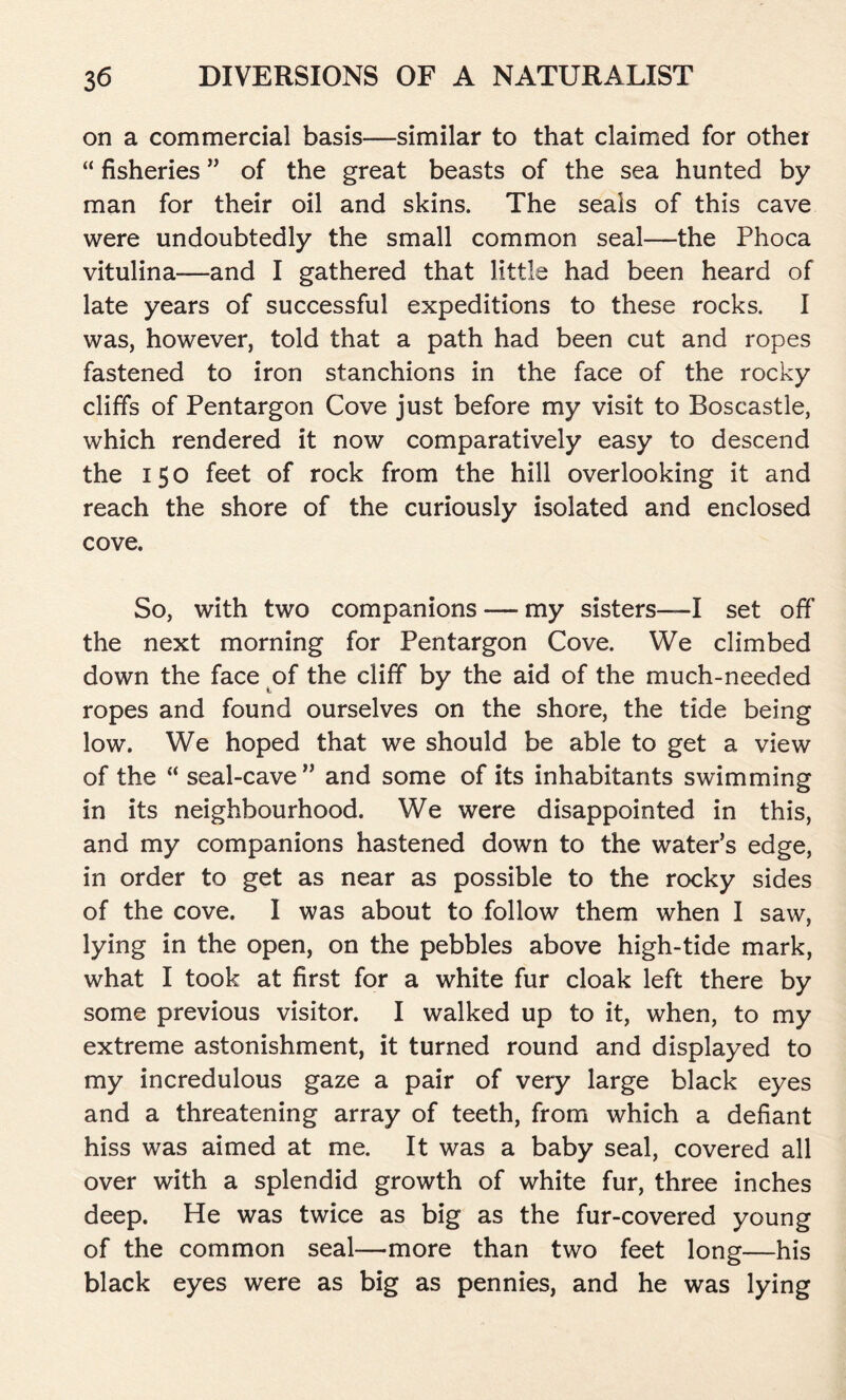 on a commercial basis—similar to that claimed for othei “ fisheries ” of the great beasts of the sea hunted by man for their oil and skins. The seals of this cave were undoubtedly the small common seal—the Phoca vitulina—and I gathered that little had been heard of late years of successful expeditions to these rocks. I was, however, told that a path had been cut and ropes fastened to iron stanchions in the face of the rocky cliffs of Pentargon Cove just before my visit to Boscastle, which rendered it now comparatively easy to descend the 150 feet of rock from the hill overlooking it and reach the shore of the curiously isolated and enclosed cove. So, with two companions — my sisters—I set off the next morning for Pentargon Cove. We climbed down the face of the cliff by the aid of the much-needed ropes and found ourselves on the shore, the tide being low. We hoped that we should be able to get a view of the “ seal-cave” and some of its inhabitants swimming in its neighbourhood. We were disappointed in this, and my companions hastened down to the water’s edge, in order to get as near as possible to the rocky sides of the cove. I was about to follow them when I saw, lying in the open, on the pebbles above high-tide mark, what I took at first for a white fur cloak left there by some previous visitor. I walked up to it, when, to my extreme astonishment, it turned round and displayed to my incredulous gaze a pair of very large black eyes and a threatening array of teeth, from which a defiant hiss was aimed at me. It was a baby seal, covered all over with a splendid growth of white fur, three inches deep. He was twice as big as the fur-covered young of the common seal—more than two feet long—his black eyes were as big as pennies, and he was lying