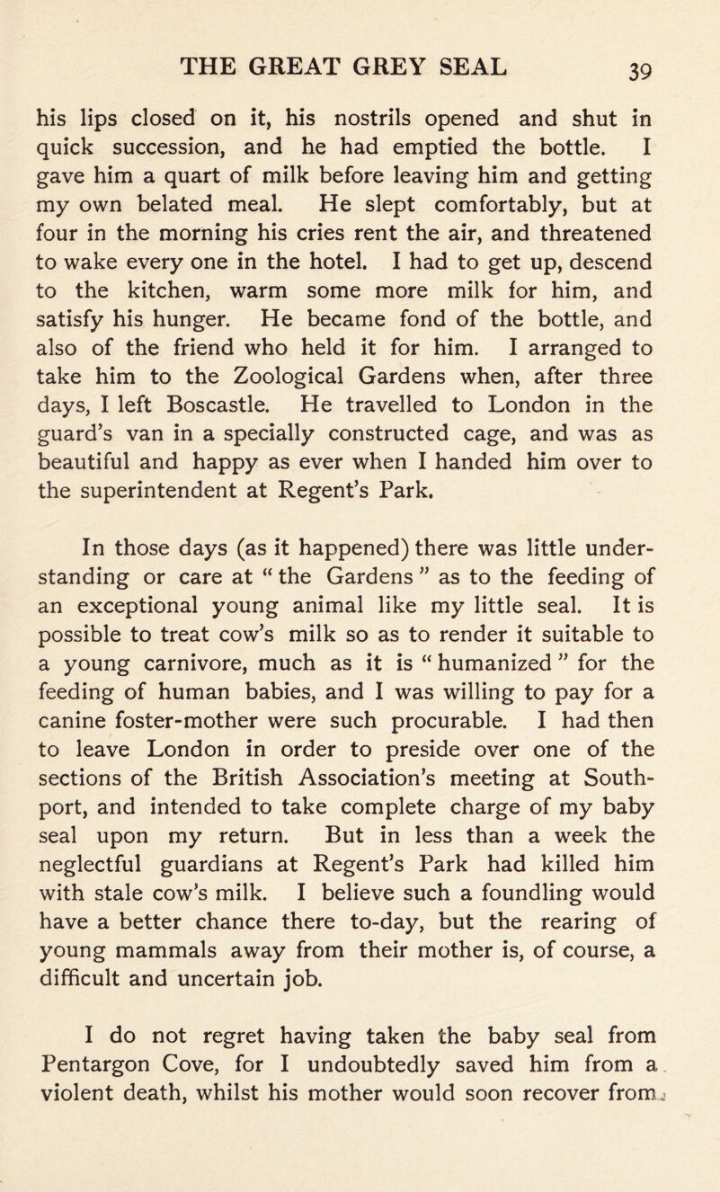 his lips closed on it, his nostrils opened and shut in quick succession, and he had emptied the bottle. I gave him a quart of milk before leaving him and getting my own belated meal. He slept comfortably, but at four in the morning his cries rent the air, and threatened to wake every one in the hotel. I had to get up, descend to the kitchen, warm some more milk for him, and satisfy his hunger. He became fond of the bottle, and also of the friend who held it for him. I arranged to take him to the Zoological Gardens when, after three days, I left Boscastle. He travelled to London in the guard’s van in a specially constructed cage, and was as beautiful and happy as ever when I handed him over to the superintendent at Regent’s Park. In those days (as it happened) there was little under- standing or care at “ the Gardens ” as to the feeding of an exceptional young animal like my little seal. It is possible to treat cow’s milk so as to render it suitable to a young carnivore, much as it is “ humanized ” for the feeding of human babies, and I was willing to pay for a canine foster-mother were such procurable. I had then to leave London in order to preside over one of the sections of the British Association’s meeting at South- port, and intended to take complete charge of my baby seal upon my return. But in less than a week the neglectful guardians at Regent’s Park had killed him with stale cow’s milk. I believe such a foundling would have a better chance there to-day, but the rearing of young mammals away from their mother is, of course, a difficult and uncertain job. I do not regret having taken the baby seal from Pentargon Cove, for I undoubtedly saved him from a violent death, whilst his mother would soon recover from.*